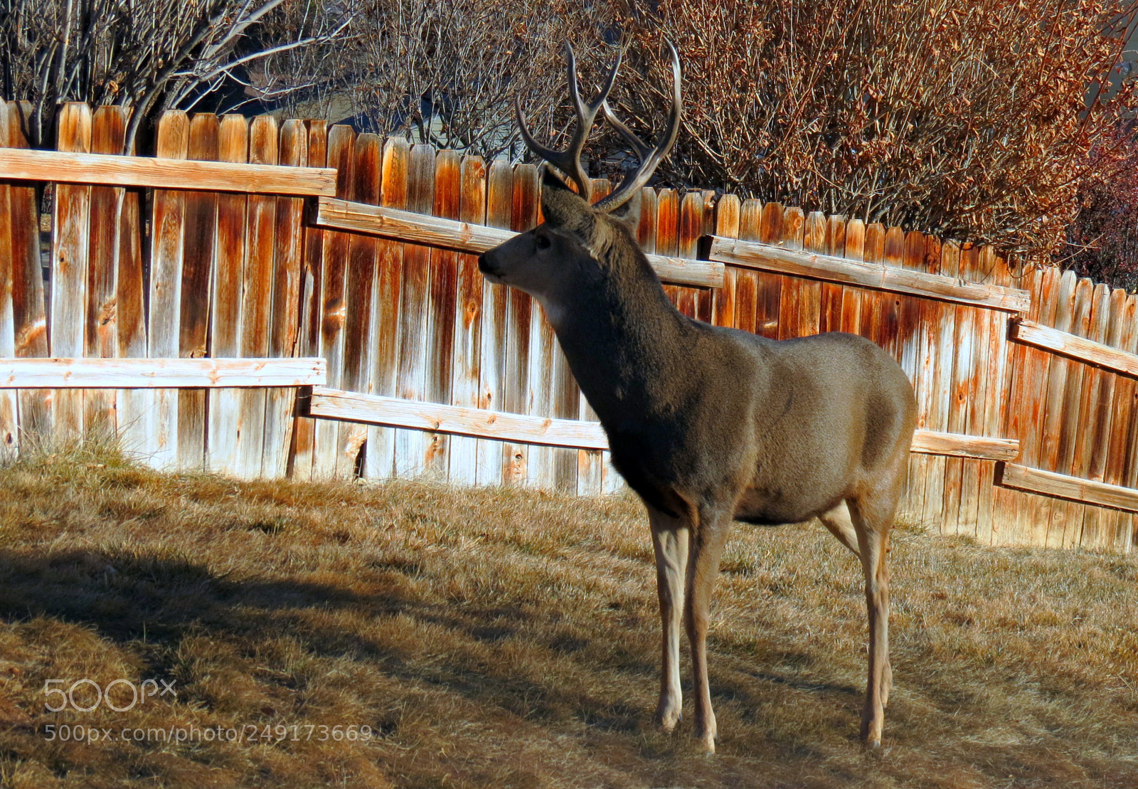 Canon PowerShot SX40 HS sample photo. The buck stops here! photography