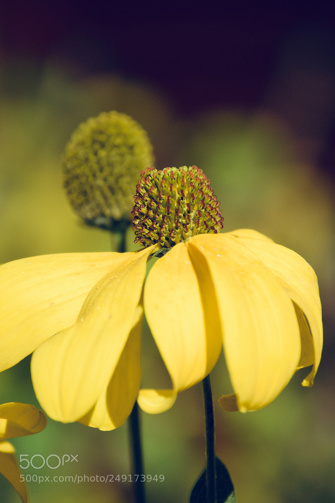 Nikon D3100 sample photo. Yellow flower photography
