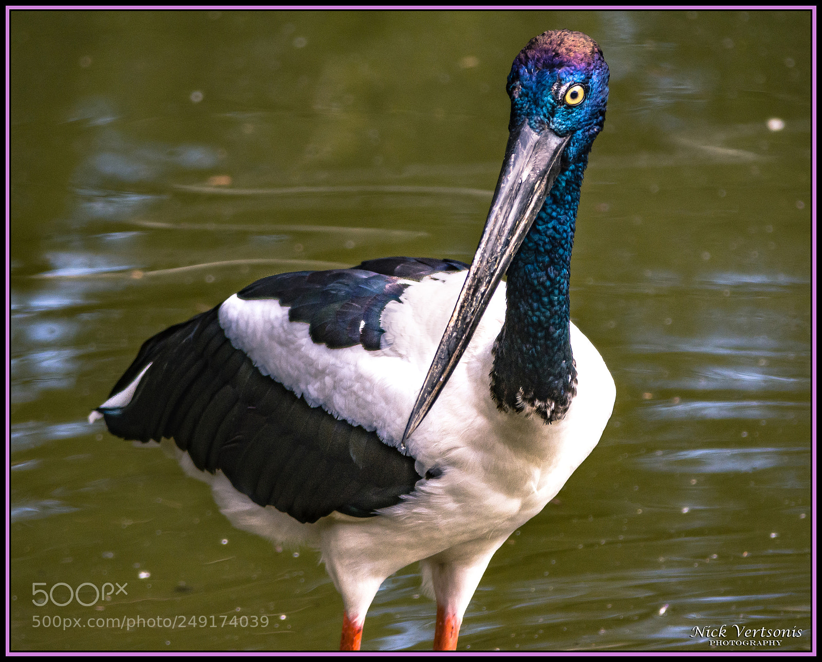 Nikon D7200 sample photo. Black-necked stork i photography
