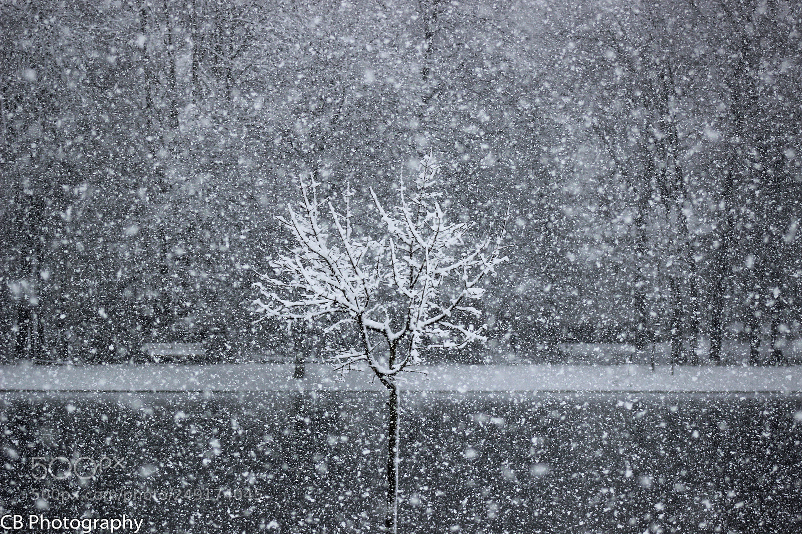 Canon EOS 600D (Rebel EOS T3i / EOS Kiss X5) sample photo. Just a small tree photography
