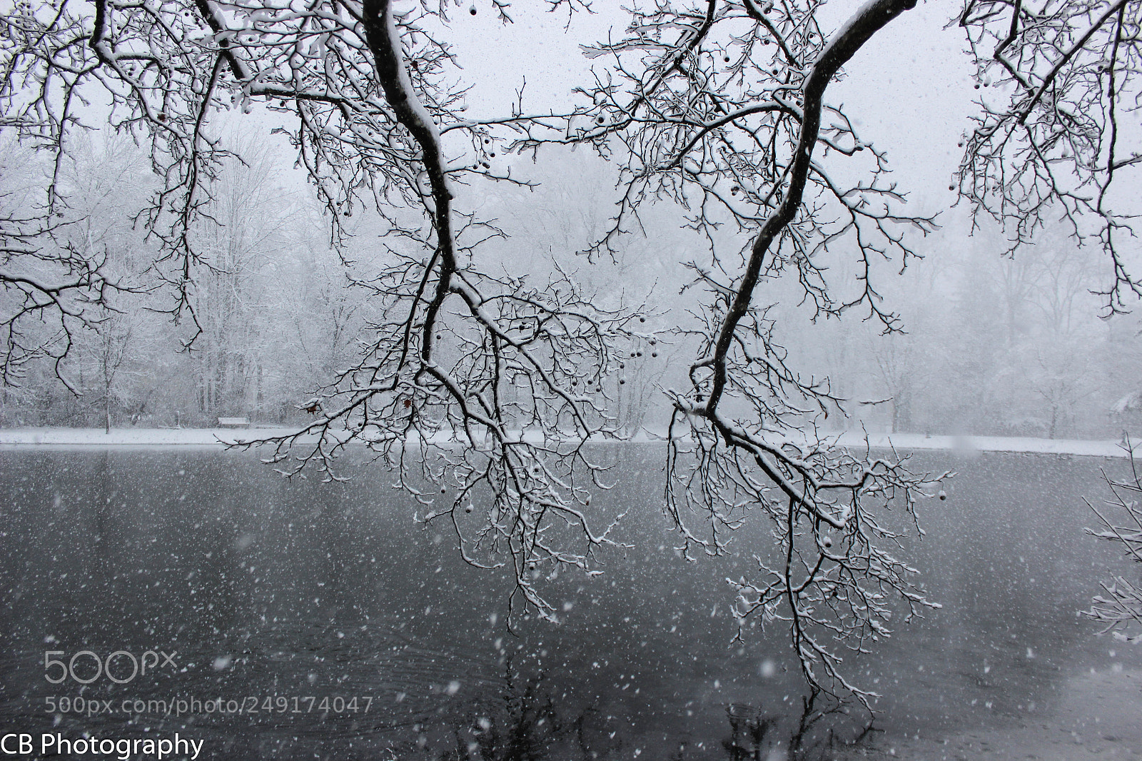 Canon EOS 600D (Rebel EOS T3i / EOS Kiss X5) sample photo. Snowy branches photography