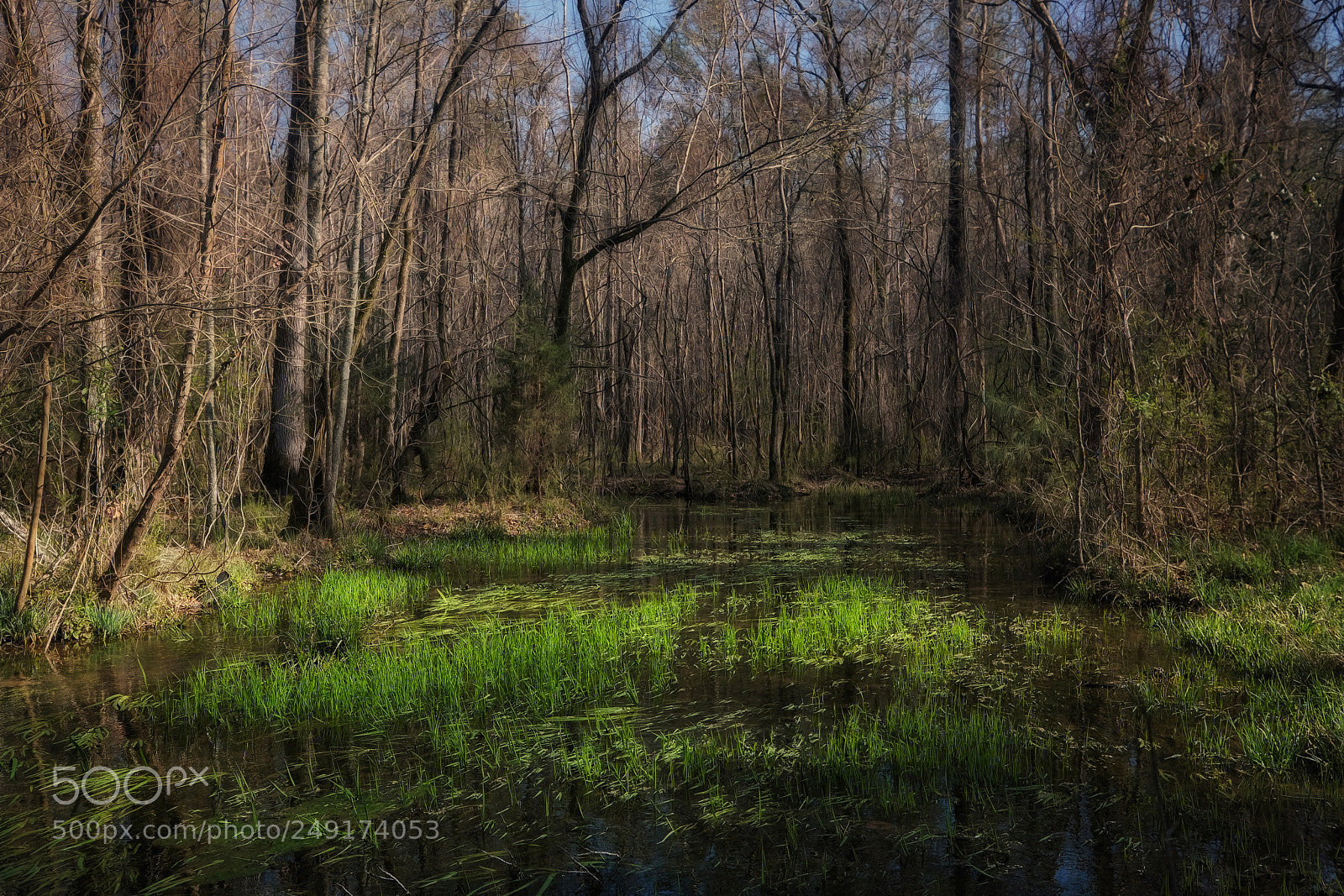 Fujifilm X-H1 sample photo. Marsh photography
