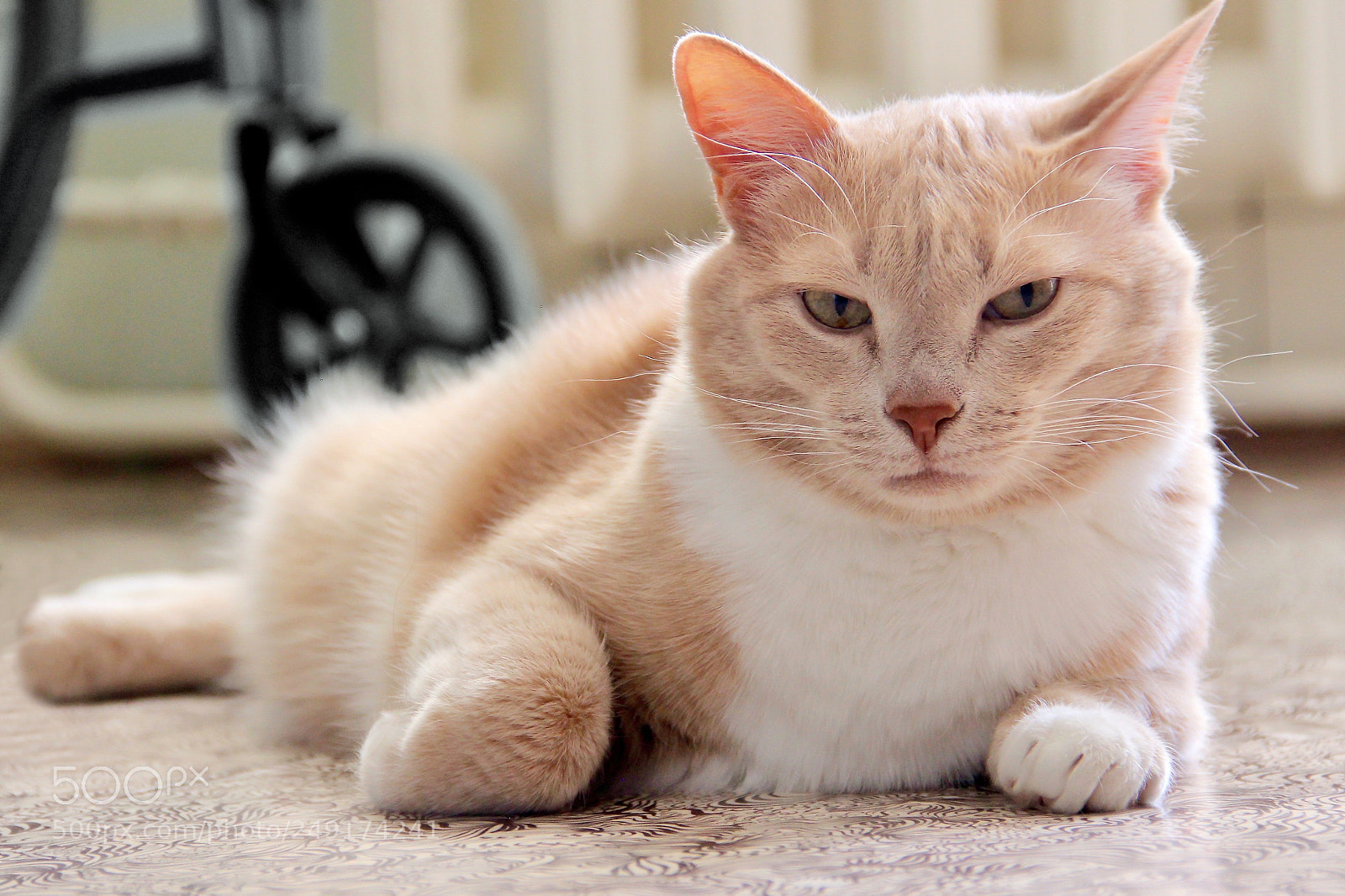 Canon EOS 600D (Rebel EOS T3i / EOS Kiss X5) sample photo. Relaxing. photography