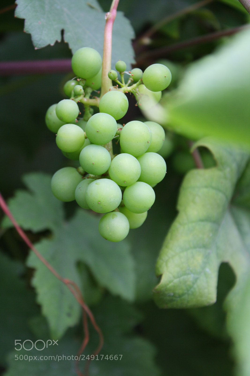 Canon EOS 1000D (EOS Digital Rebel XS / EOS Kiss F) sample photo. Wine photography