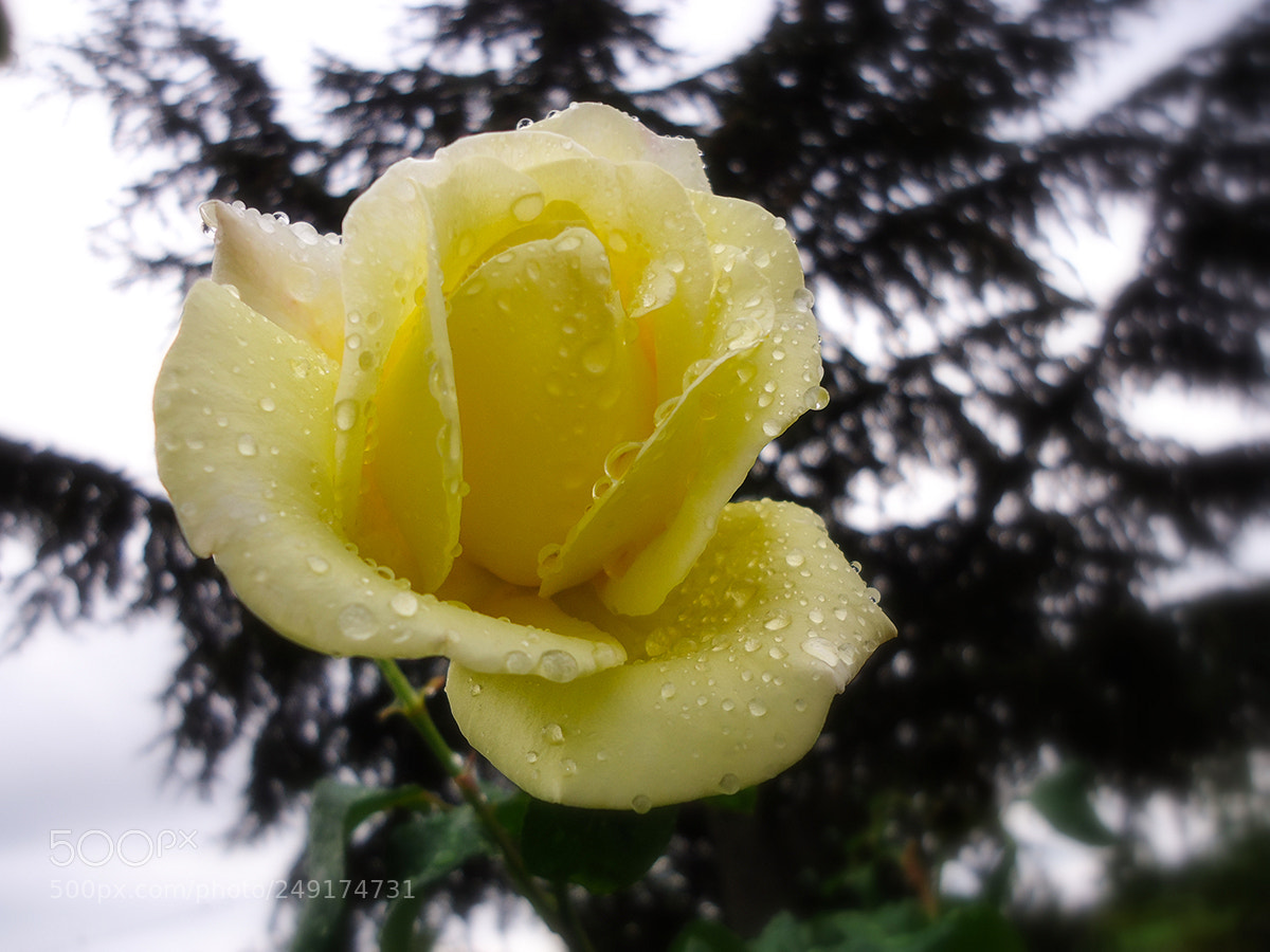 Sony Cyber-shot DSC-W610 sample photo. Yellow rose photography
