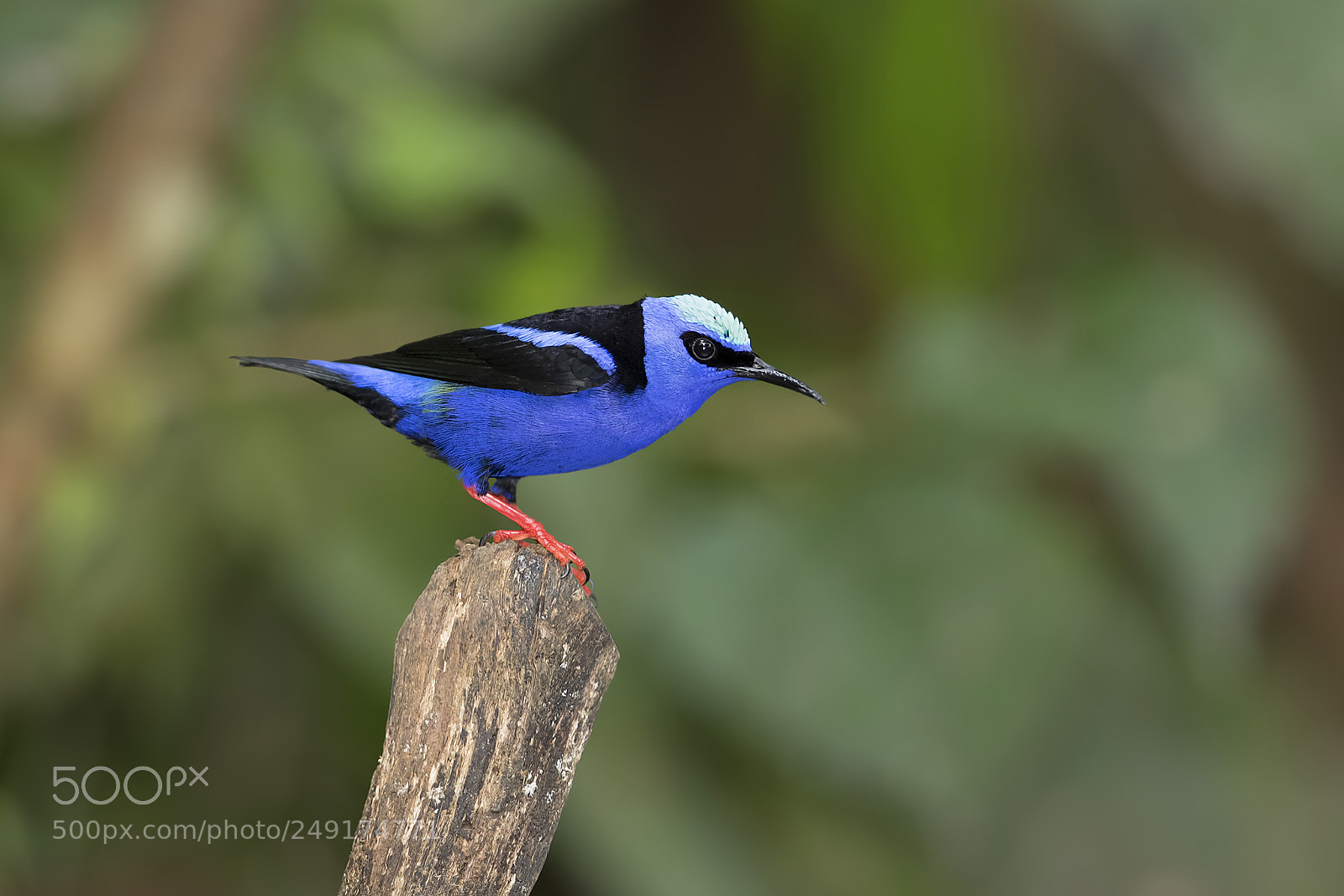 Canon EOS 7D Mark II sample photo. Red legged honeycreeper costa photography