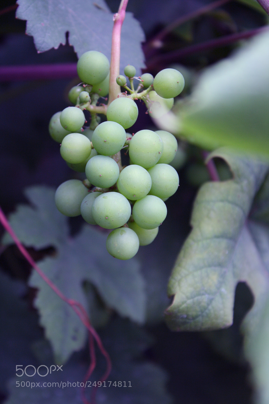 Canon EOS 1000D (EOS Digital Rebel XS / EOS Kiss F) sample photo. Wine photography