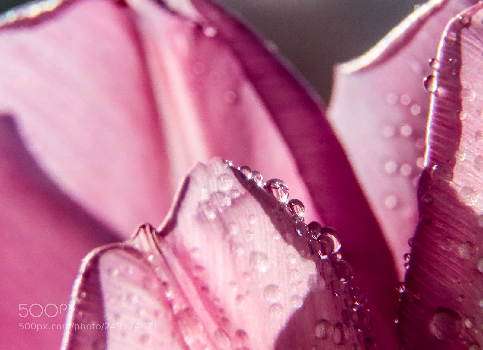 Canon EOS 600D (Rebel EOS T3i / EOS Kiss X5) sample photo. Pink drops photography