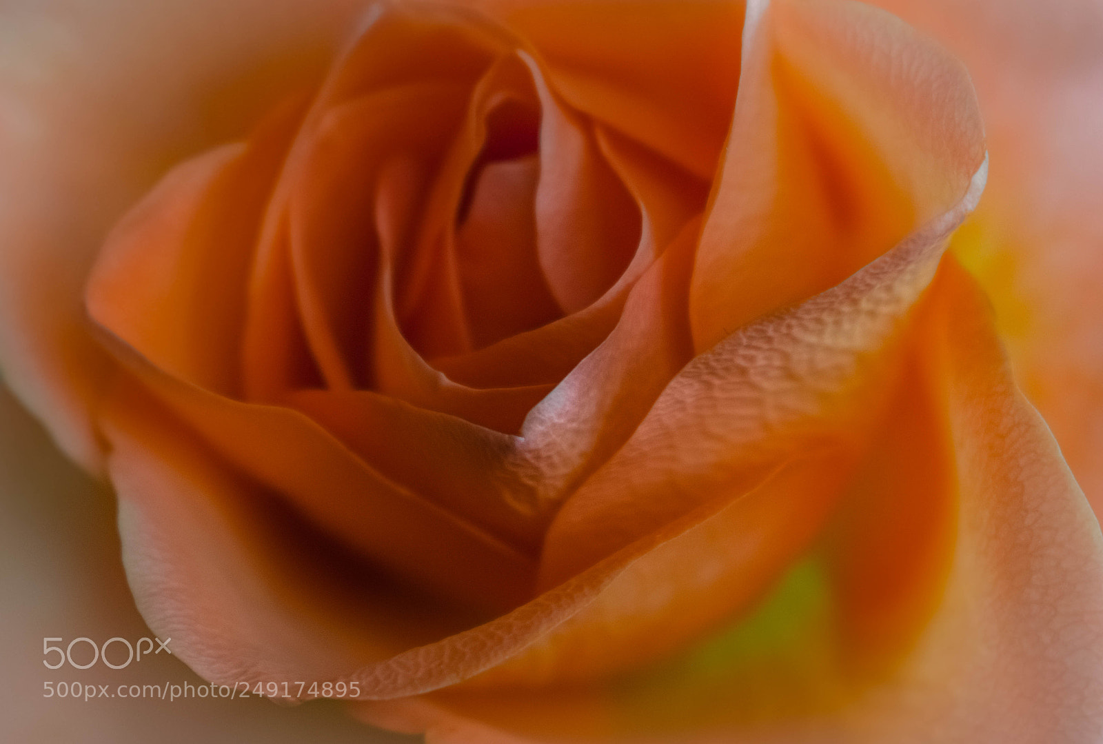 Nikon D5300 sample photo. Just peachy photography