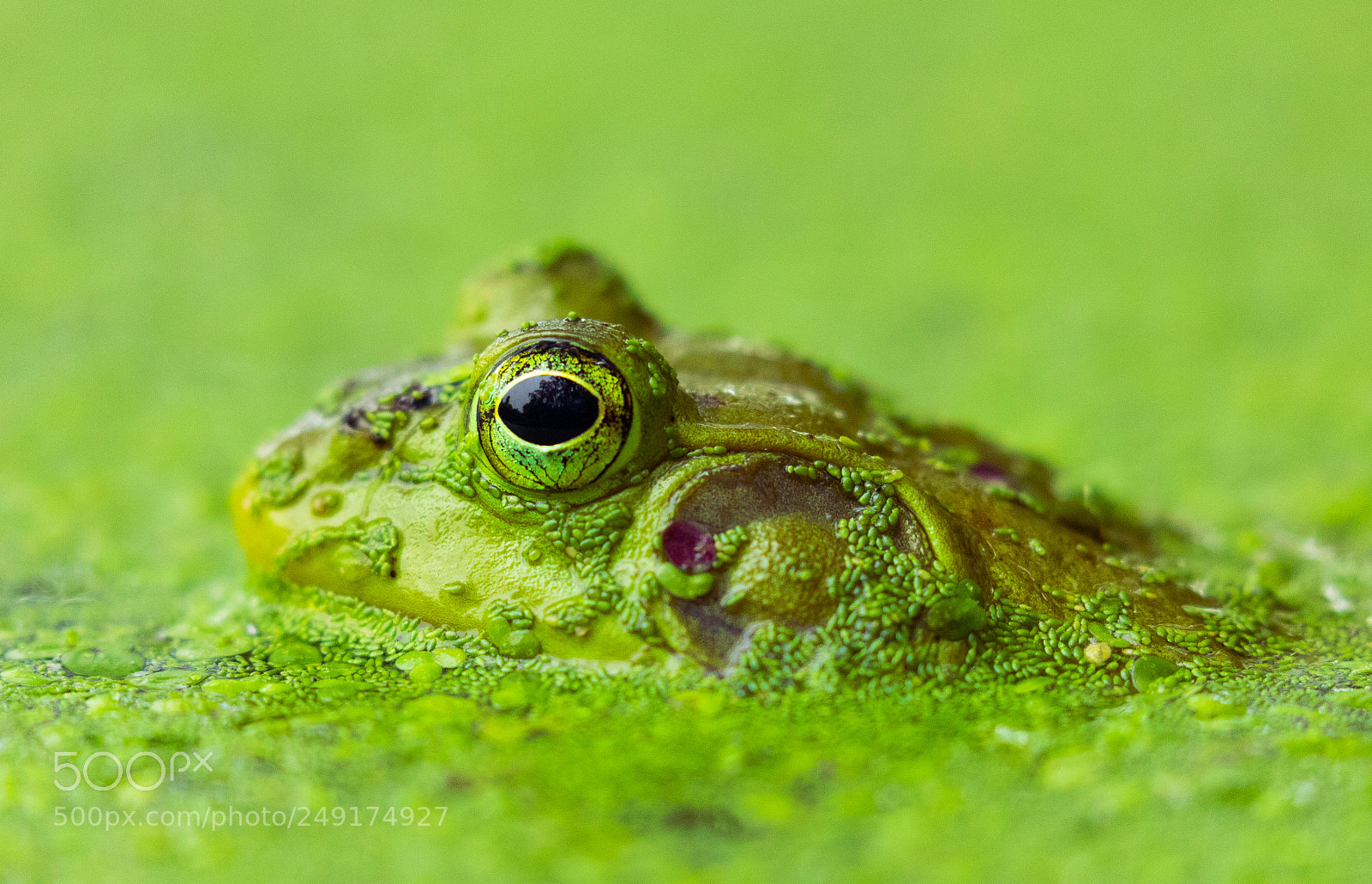 Canon EOS 5D Mark IV sample photo. Show me your green photography