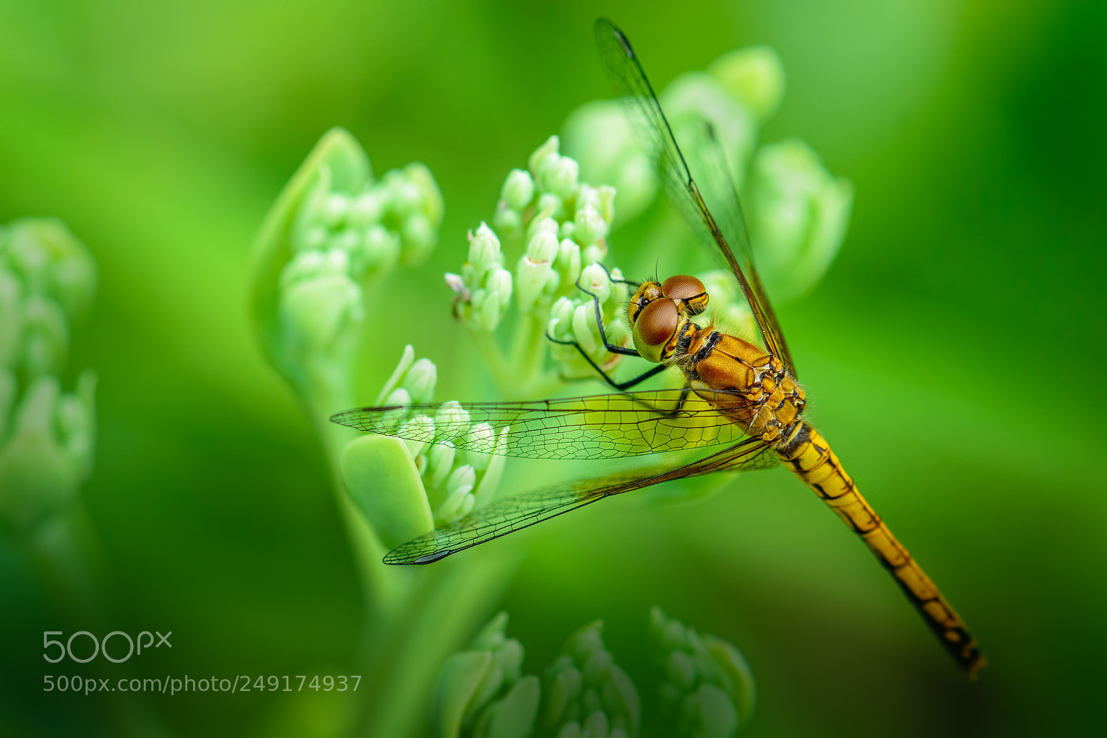 Nikon D7100 sample photo. Dragonfly #3 photography
