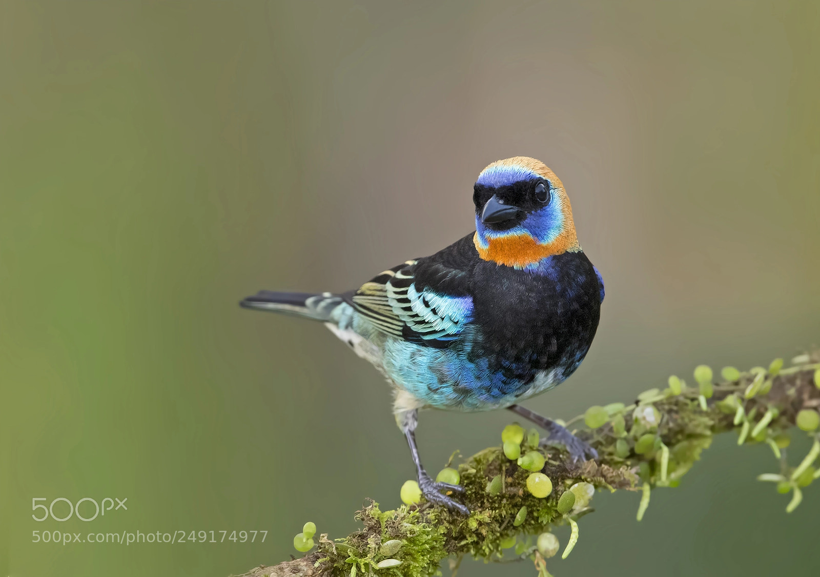 Canon EOS 7D Mark II sample photo. Golden hooded tanager costa photography