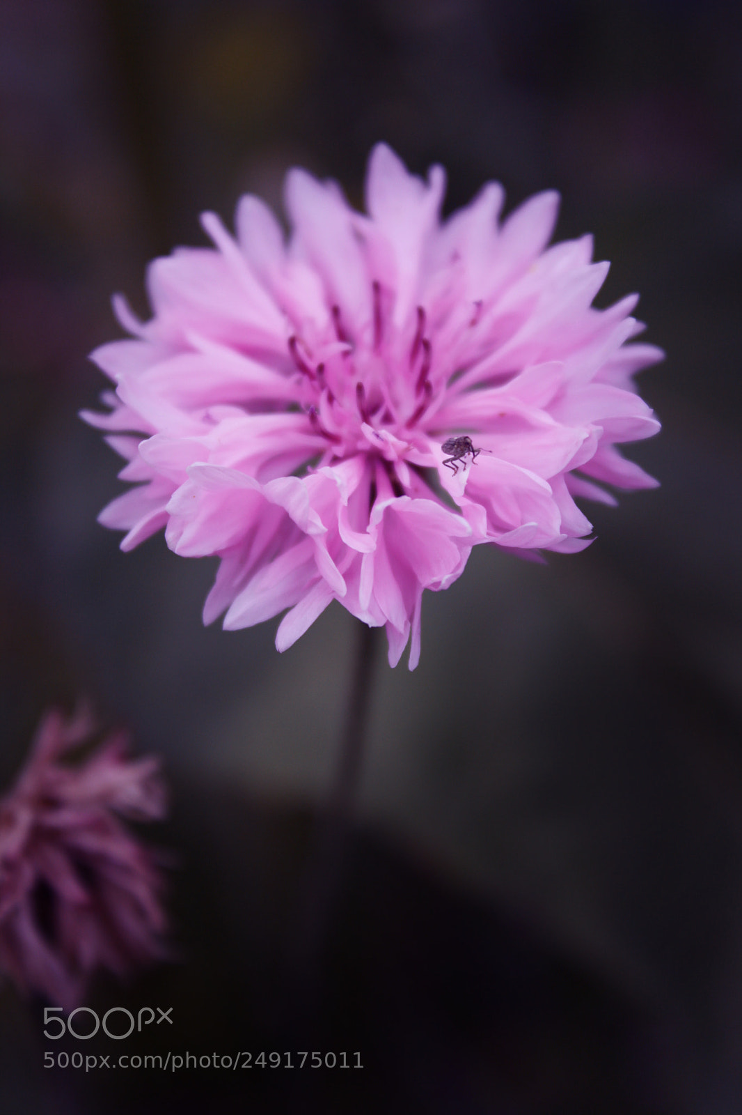 Canon EOS 1000D (EOS Digital Rebel XS / EOS Kiss F) sample photo. Little bug photography