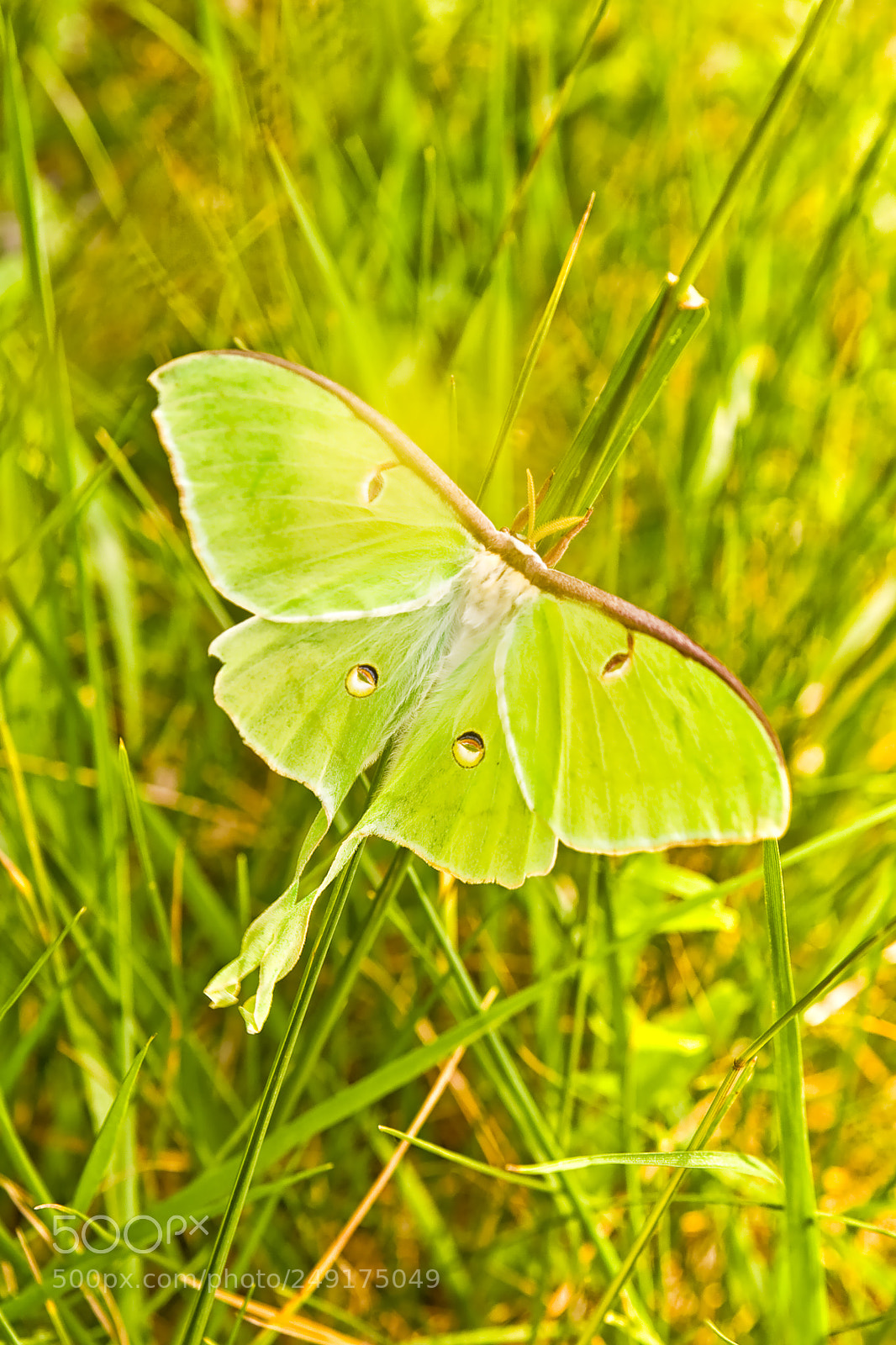 Canon EOS 5D sample photo. Luna moth photography
