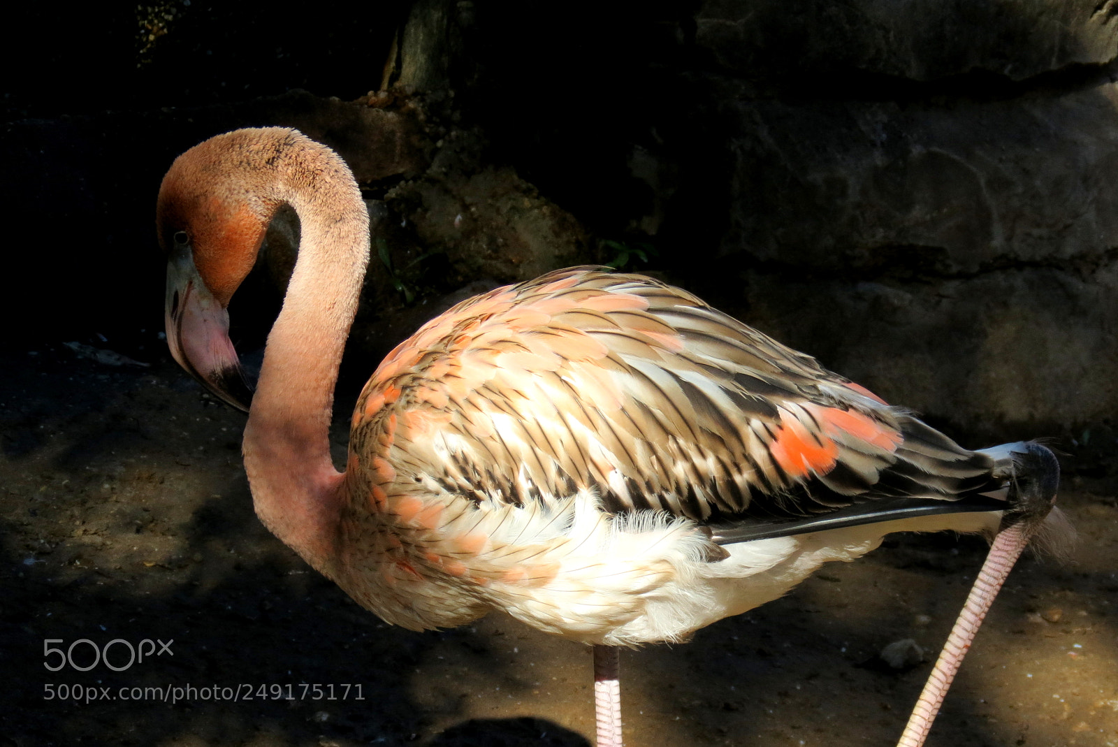 Canon PowerShot SX40 HS sample photo. Flamingo in repose photography
