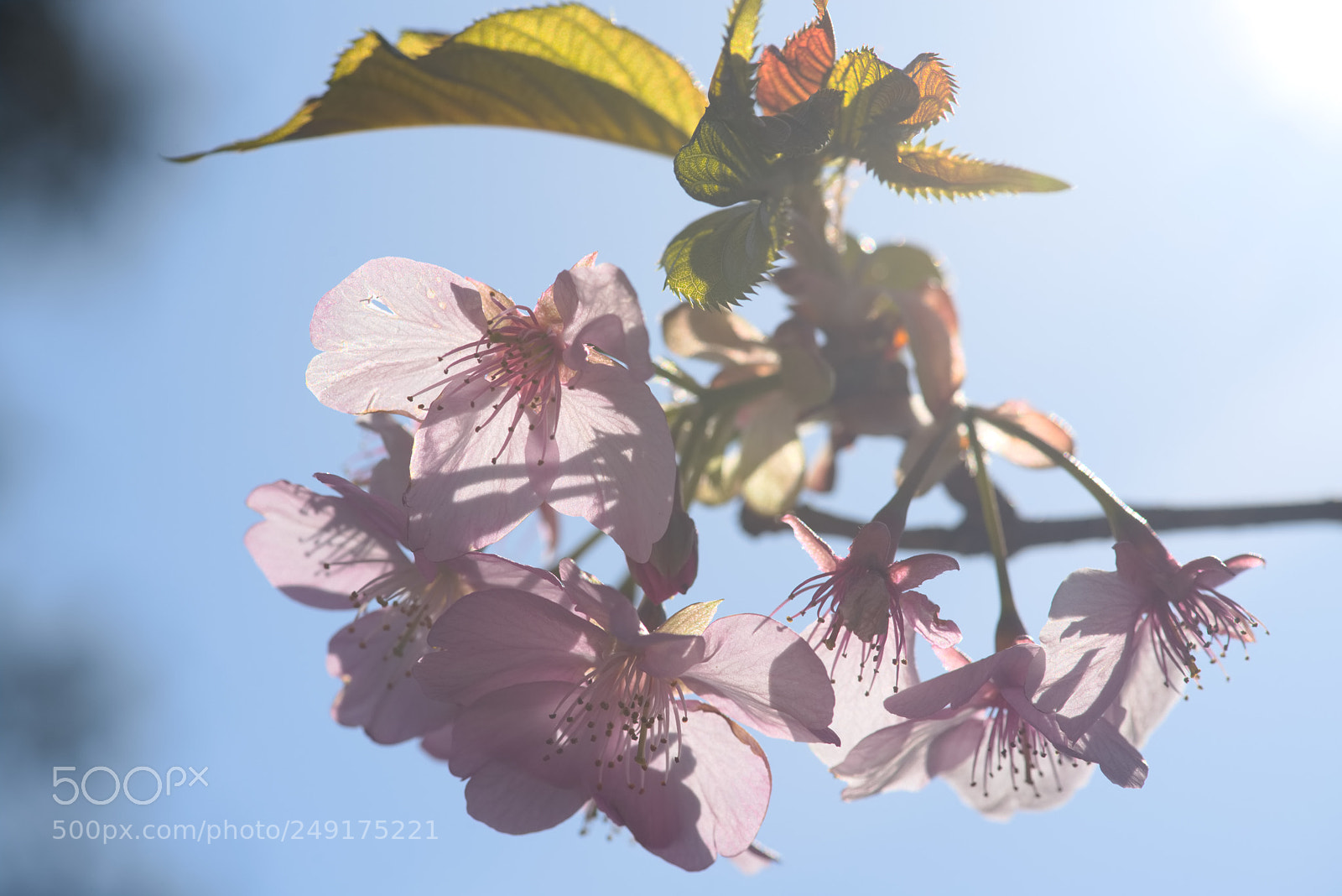 Nikon D810 sample photo. Sakura getting sunshine... photography