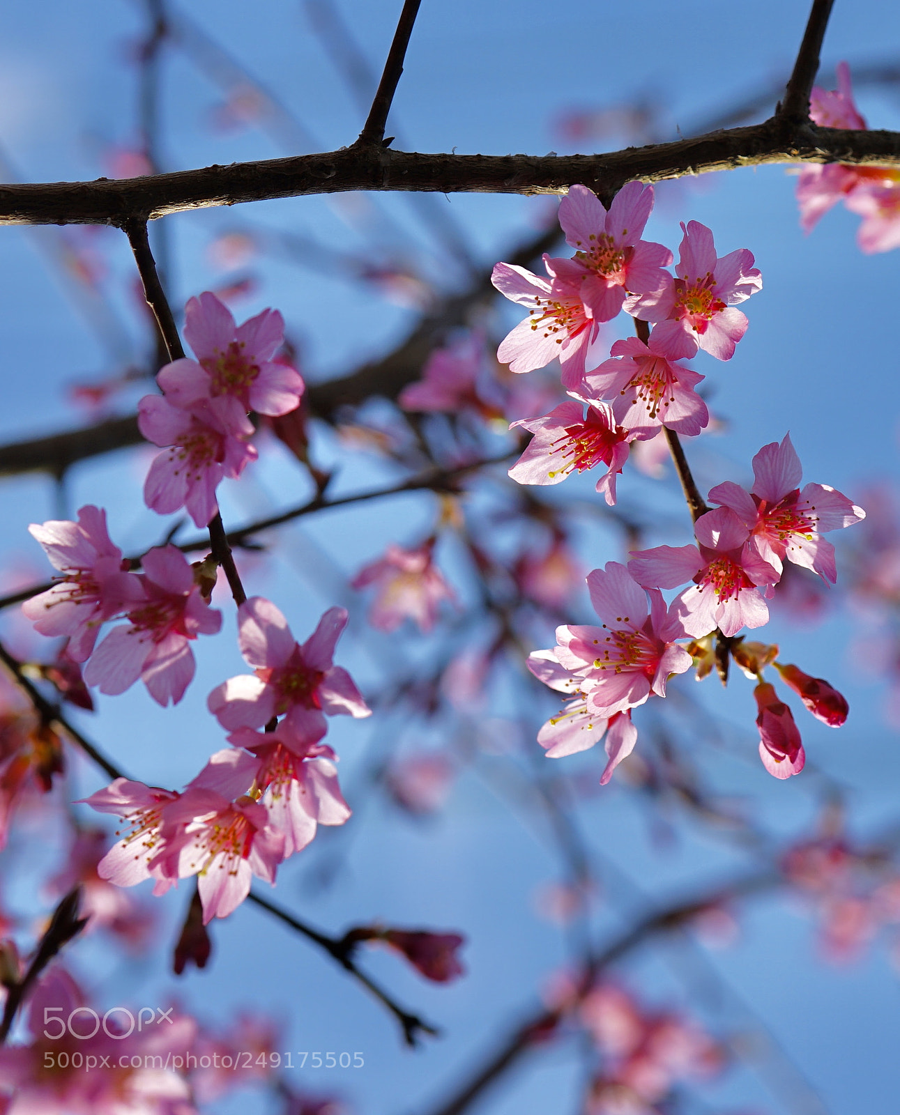 Sony a7 II sample photo. Spring has come cherry photography