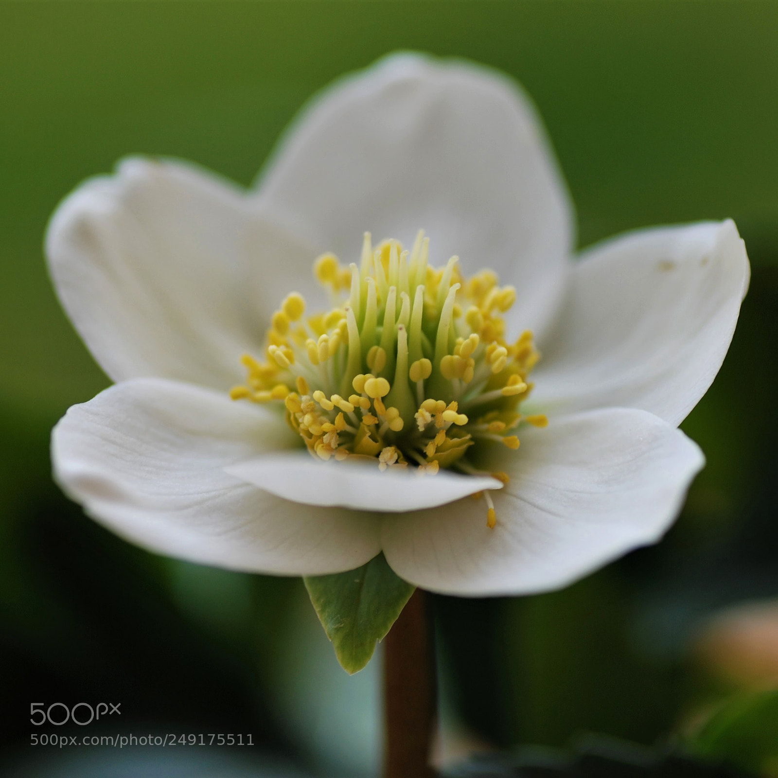 Nikon D80 sample photo. Macro photography