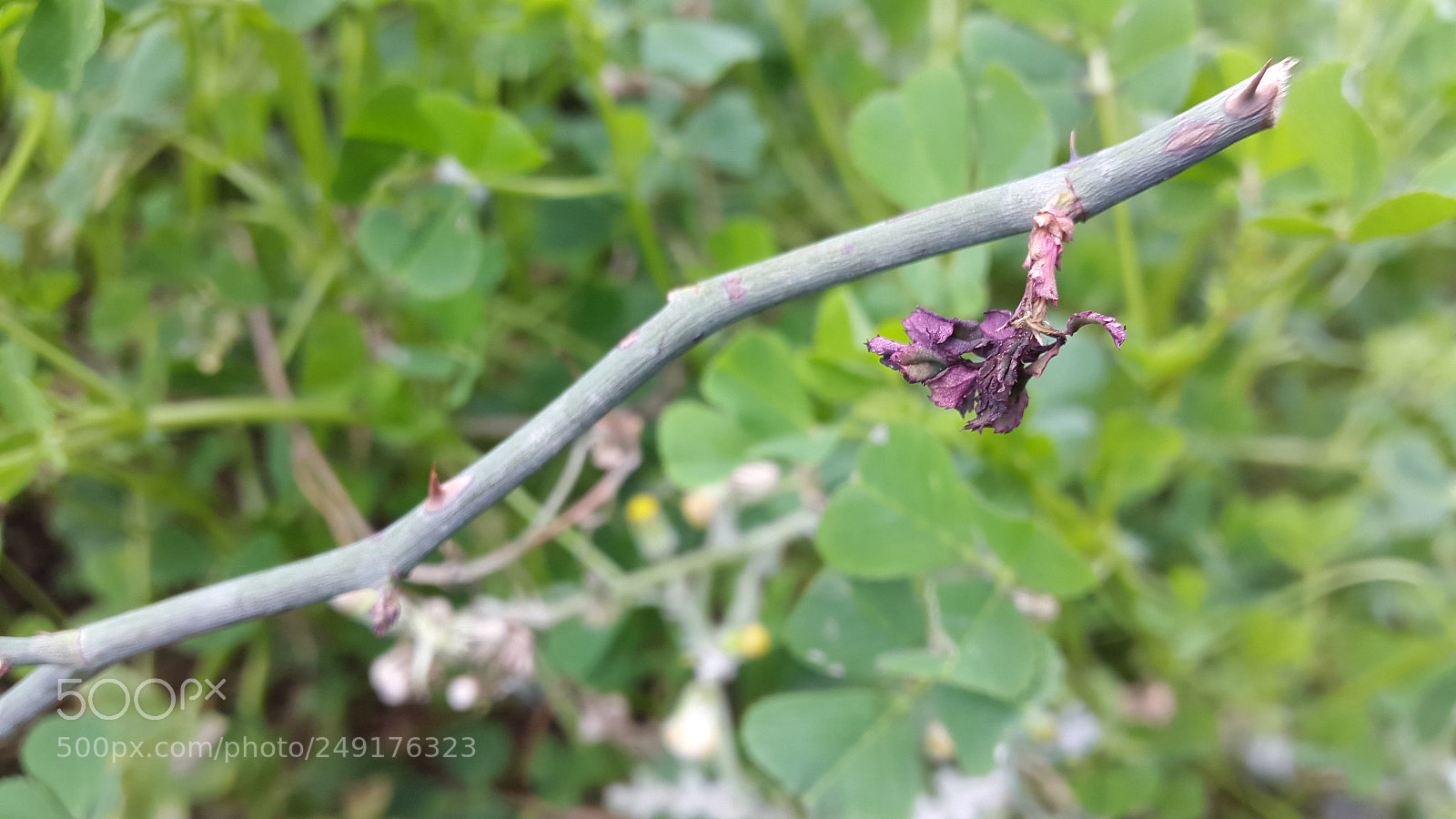Samsung Galaxy S5 sample photo. The end photography