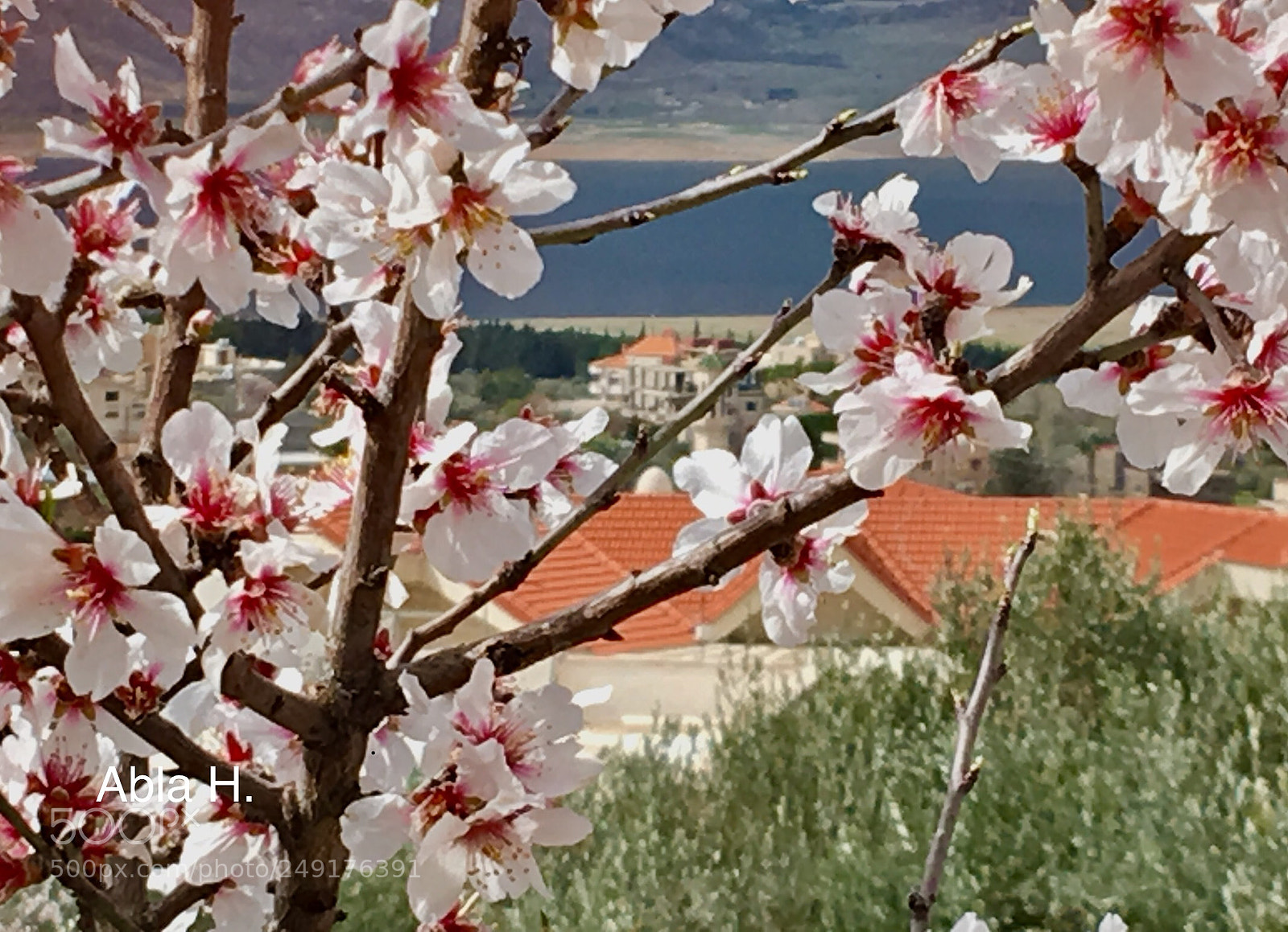 Apple iPhone 6s Plus sample photo. My sweet home photography