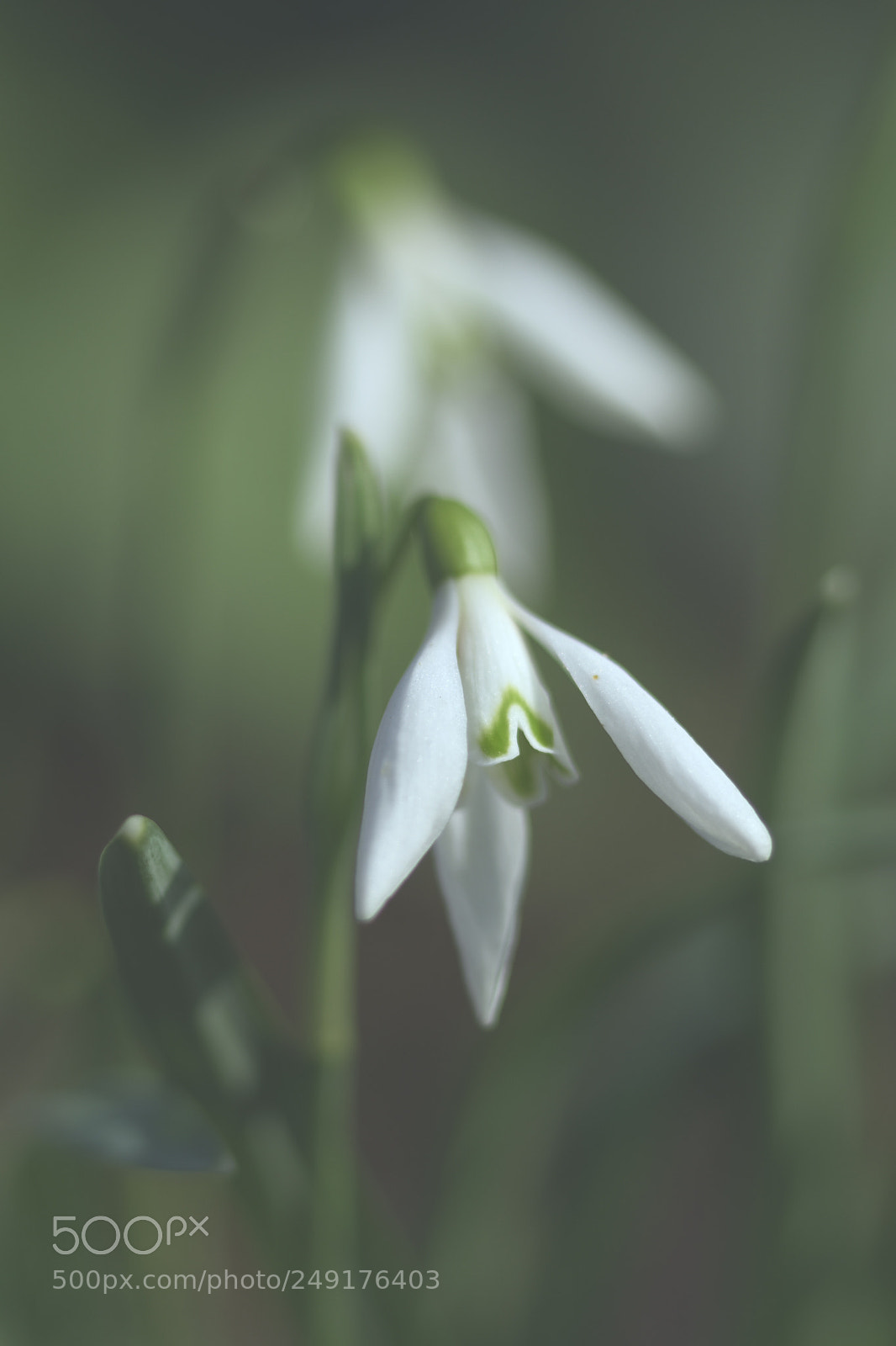 Nikon D7200 sample photo. Das schneegl ckchen l photography