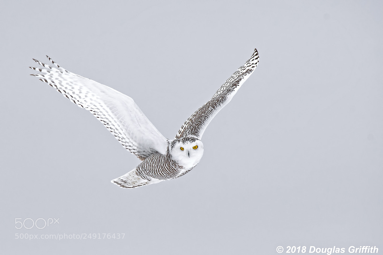 Nikon D500 sample photo. Searching female snowy owl photography