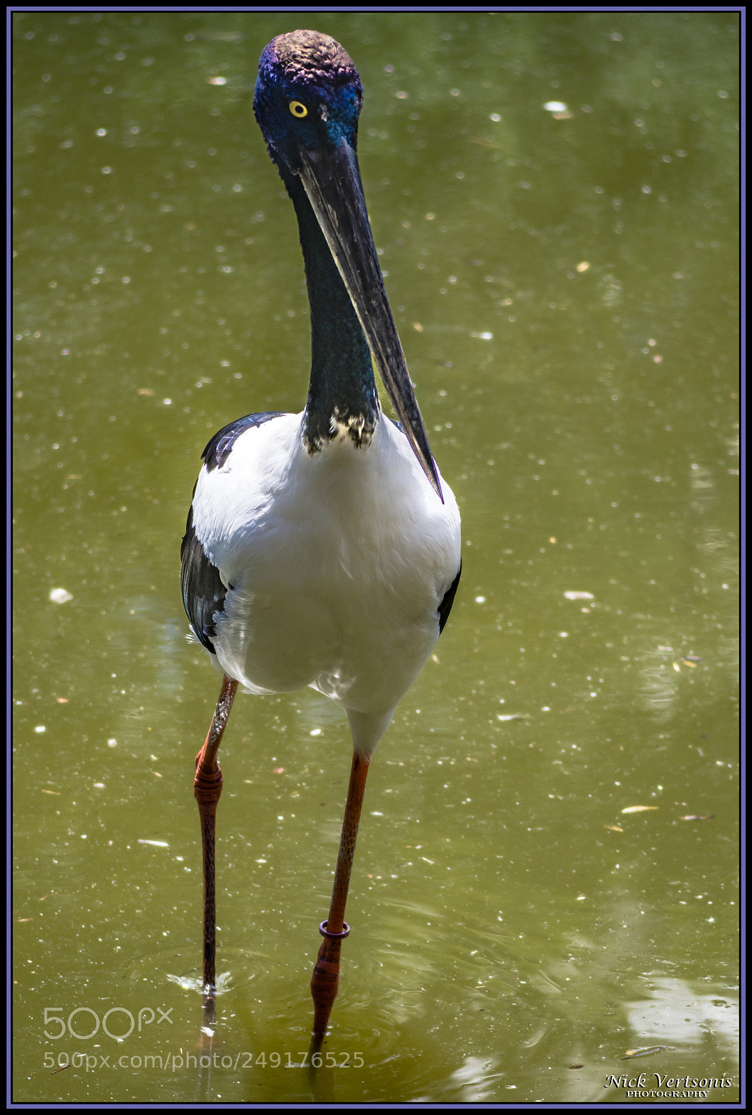 Nikon D7200 sample photo. Black-necked stork ii photography