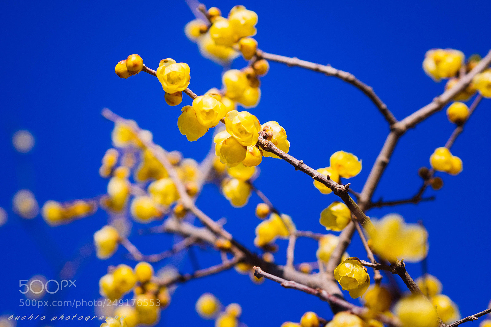 Olympus OM-D E-M1 sample photo. Wintersweet photography