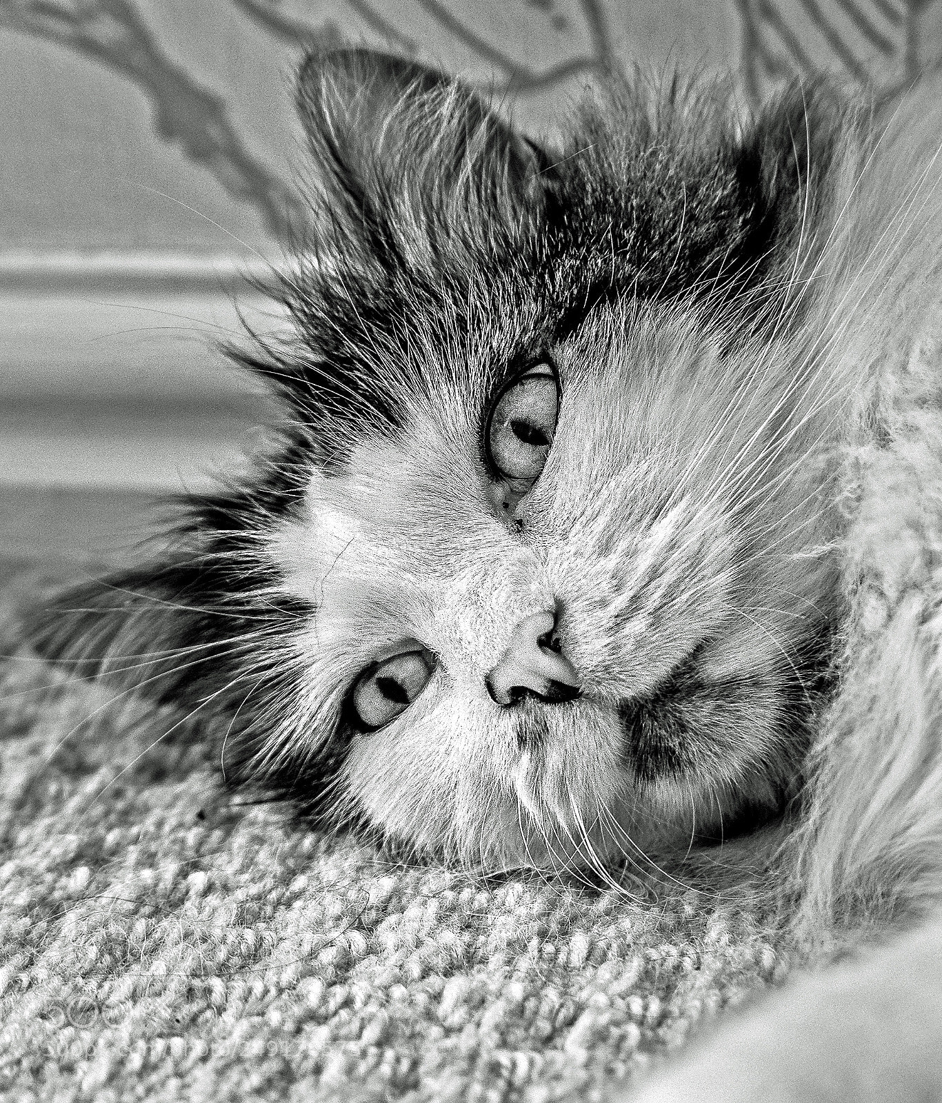 Panasonic Lumix DMC-LX100 sample photo. Close up cat portrait photography