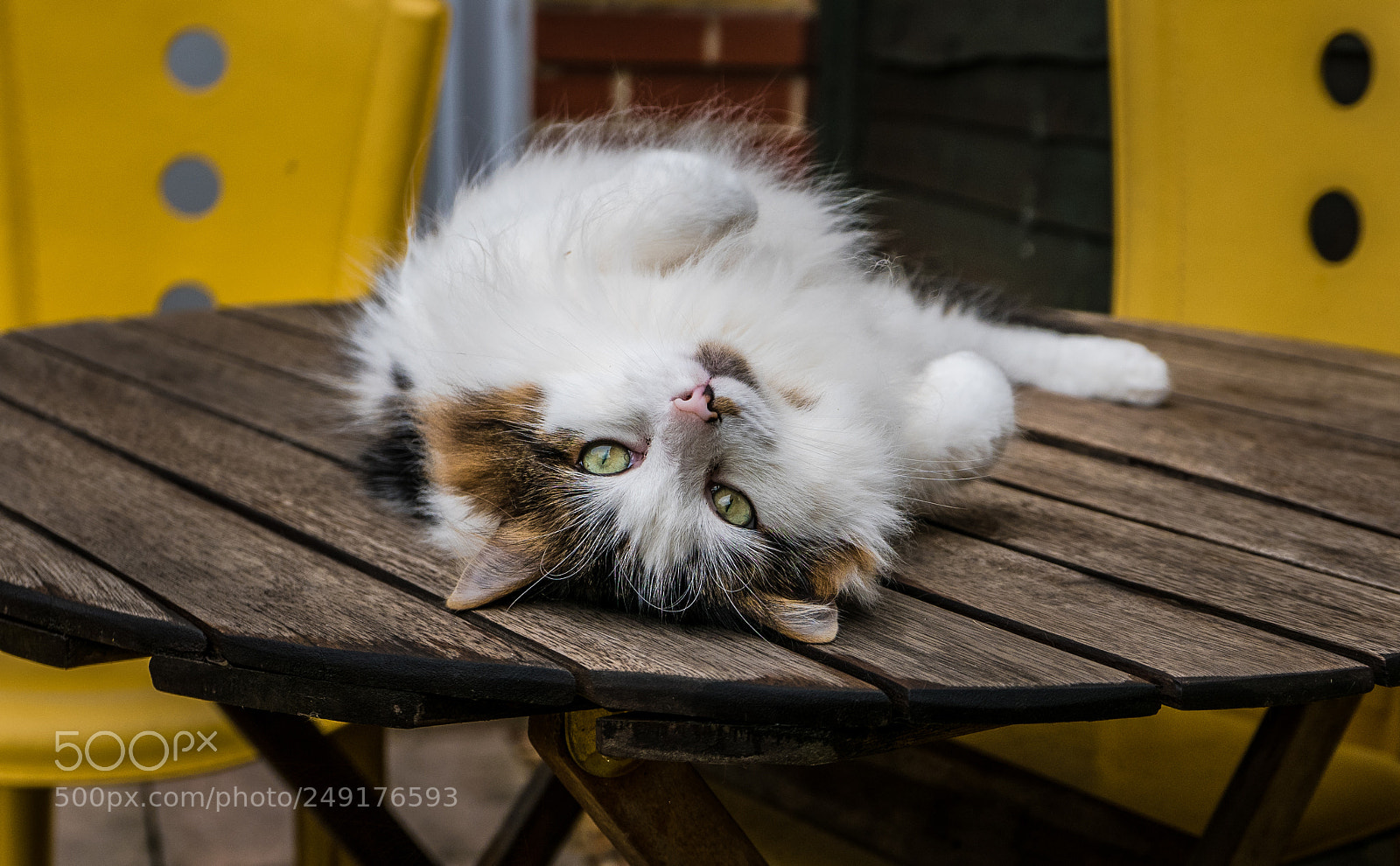 Panasonic Lumix DMC-LX100 sample photo. On the table -tilly photography