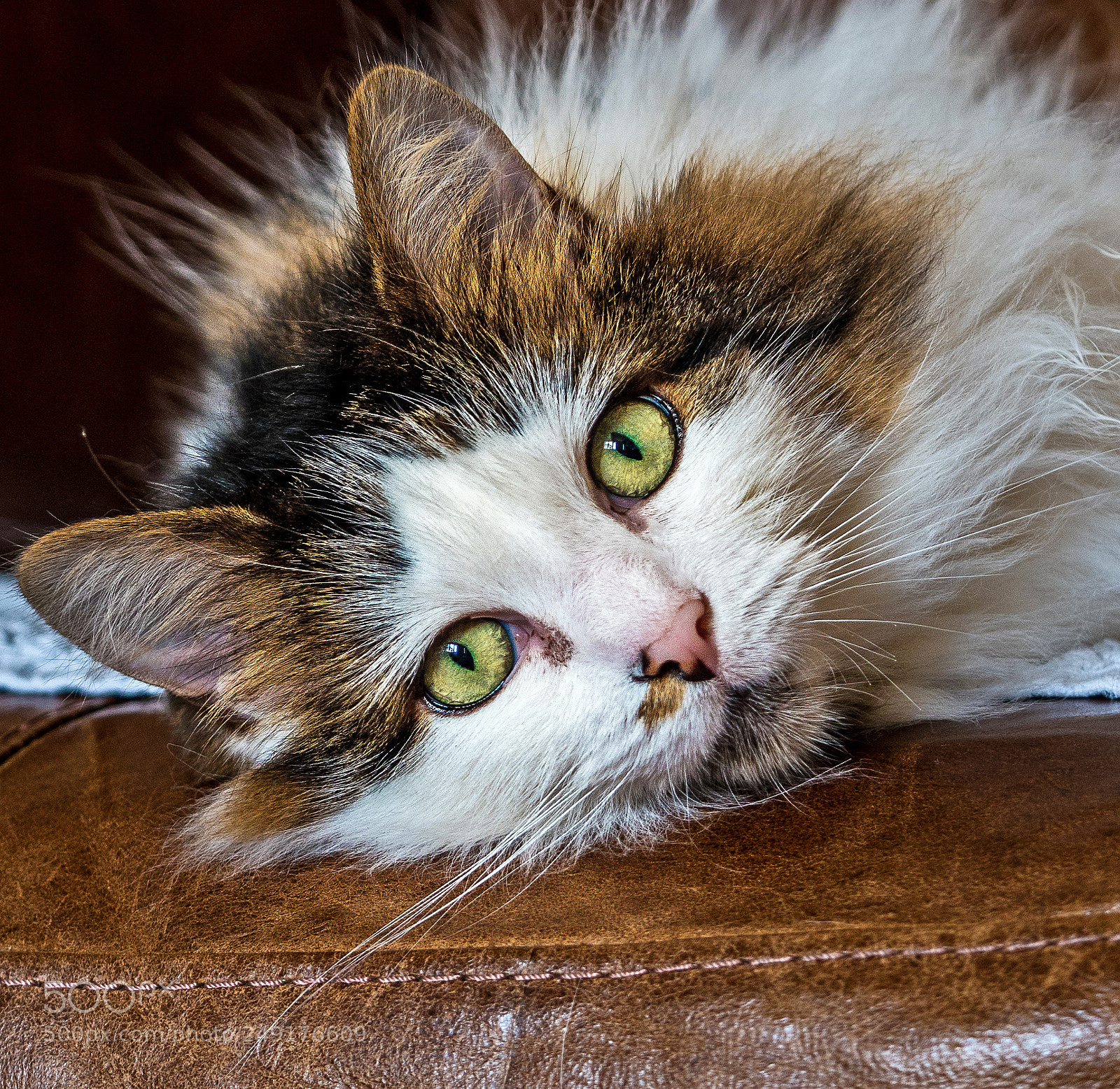 Olympus OM-D E-M5 II sample photo. Olympus digital camera photography