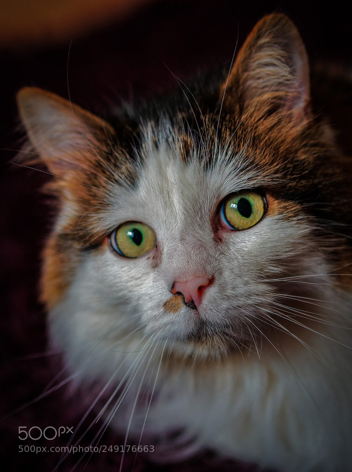 Olympus OM-D E-M5 II sample photo. Olympus digital camera photography