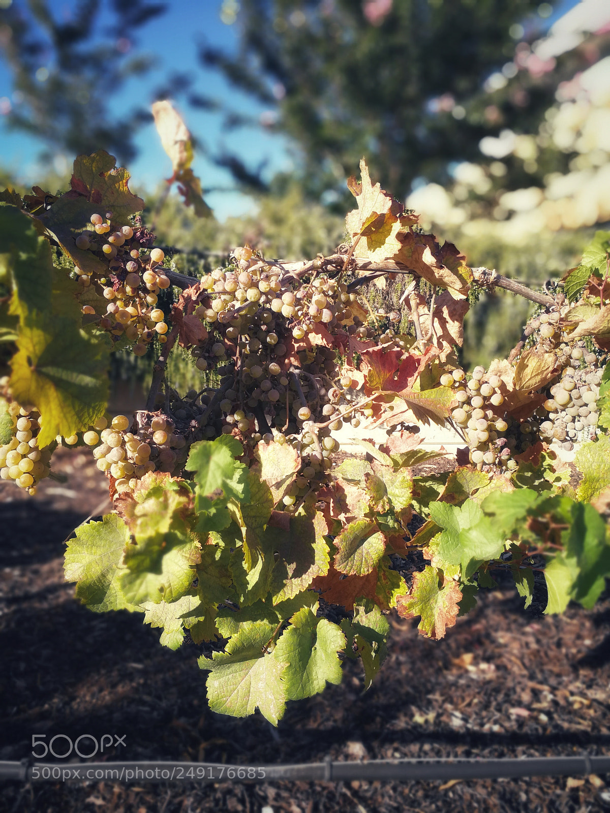 HUAWEI Mate 9 sample photo. Grapes photography
