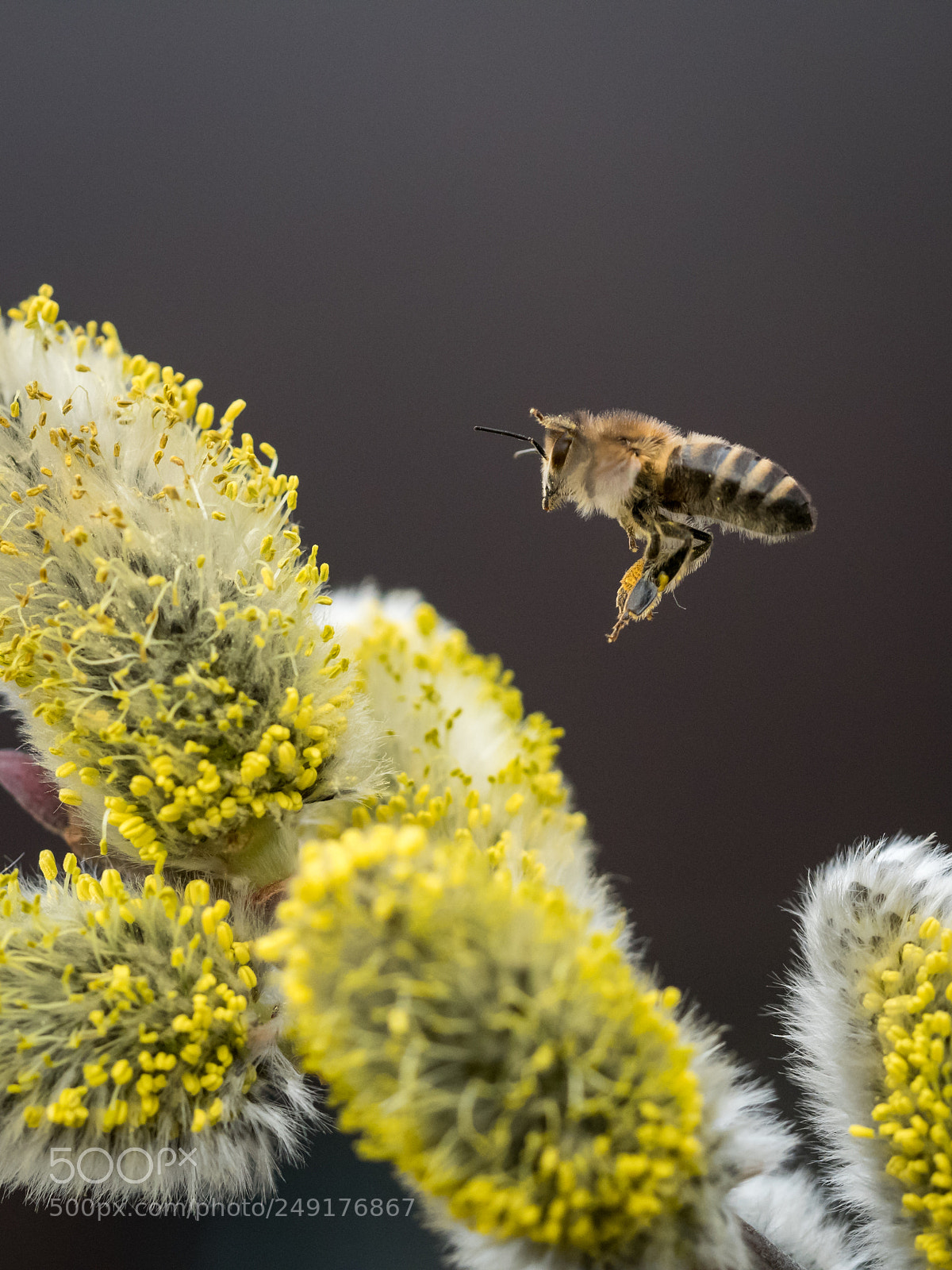 Panasonic Lumix DMC-GX85 (Lumix DMC-GX80 / Lumix DMC-GX7 Mark II) sample photo. Bee in flight photography