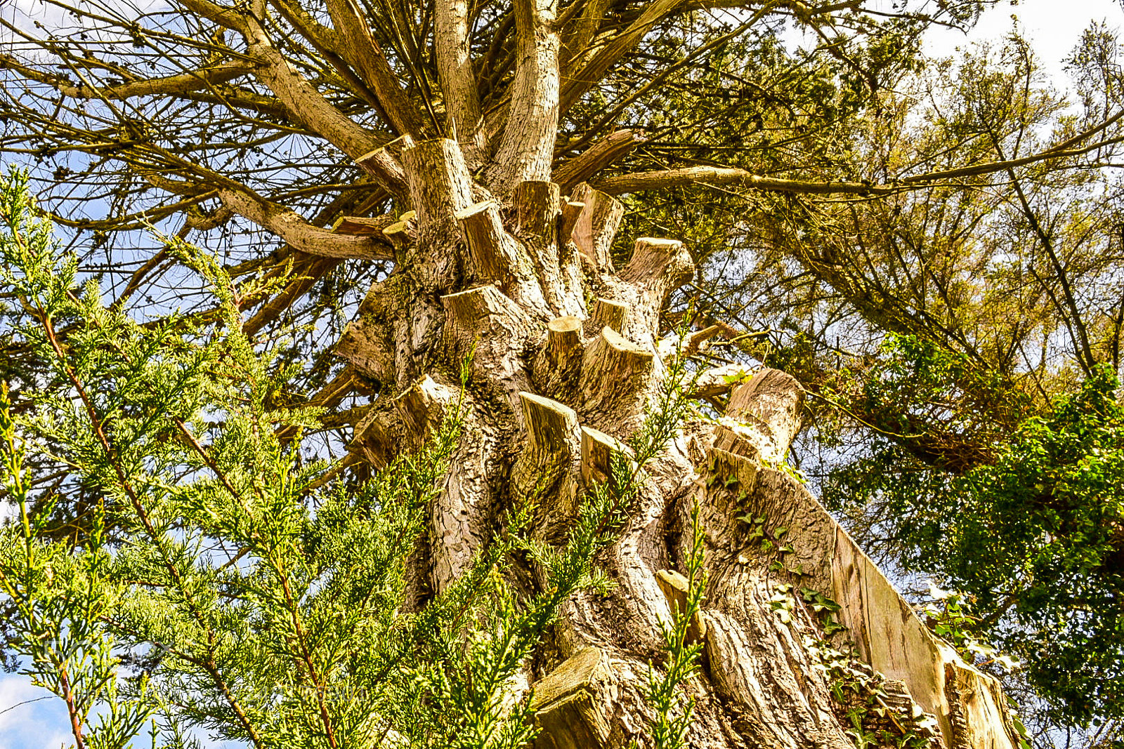 Nikon D5300 sample photo. Tree photography