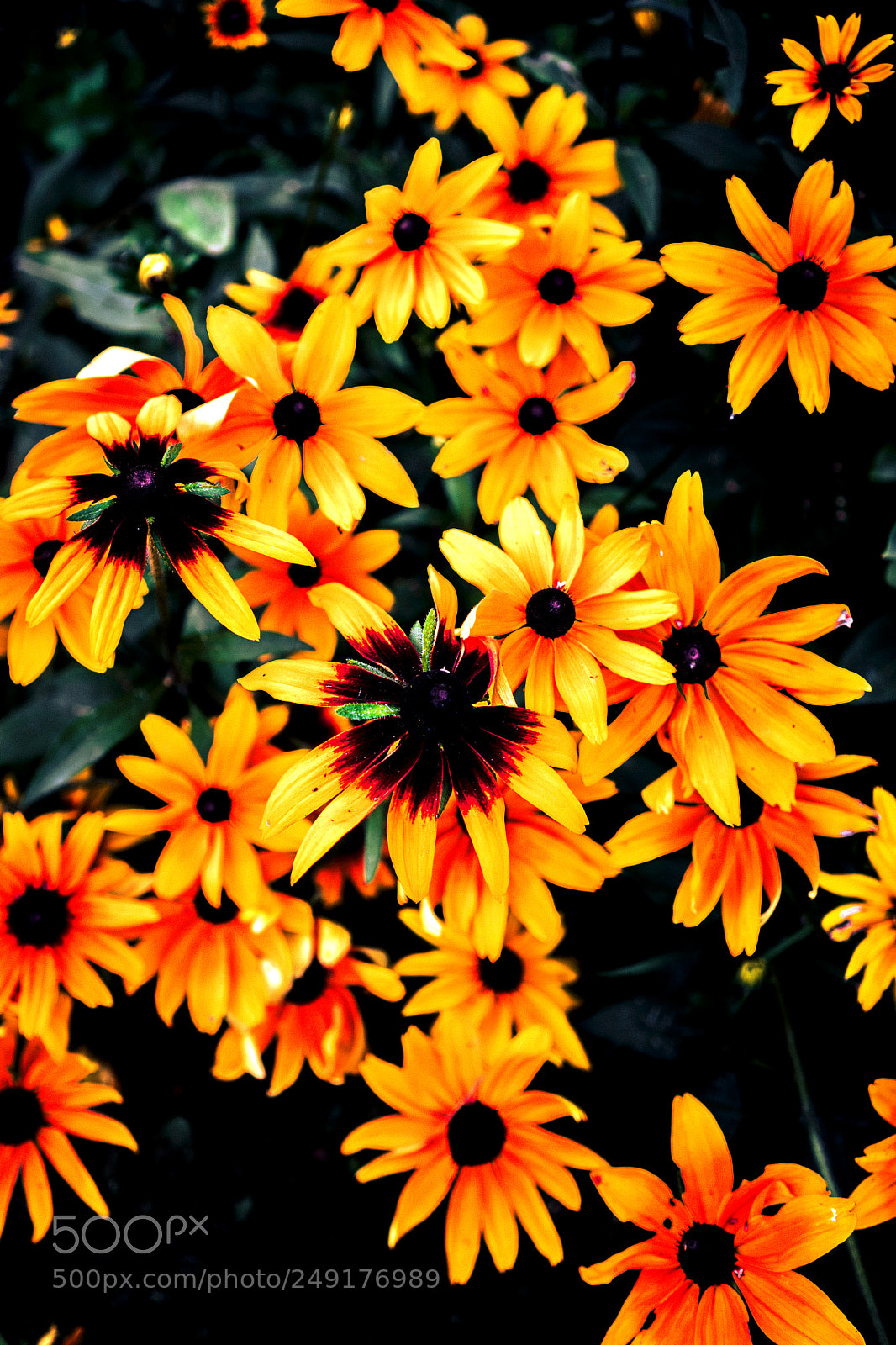 Sony a7 sample photo. F photography