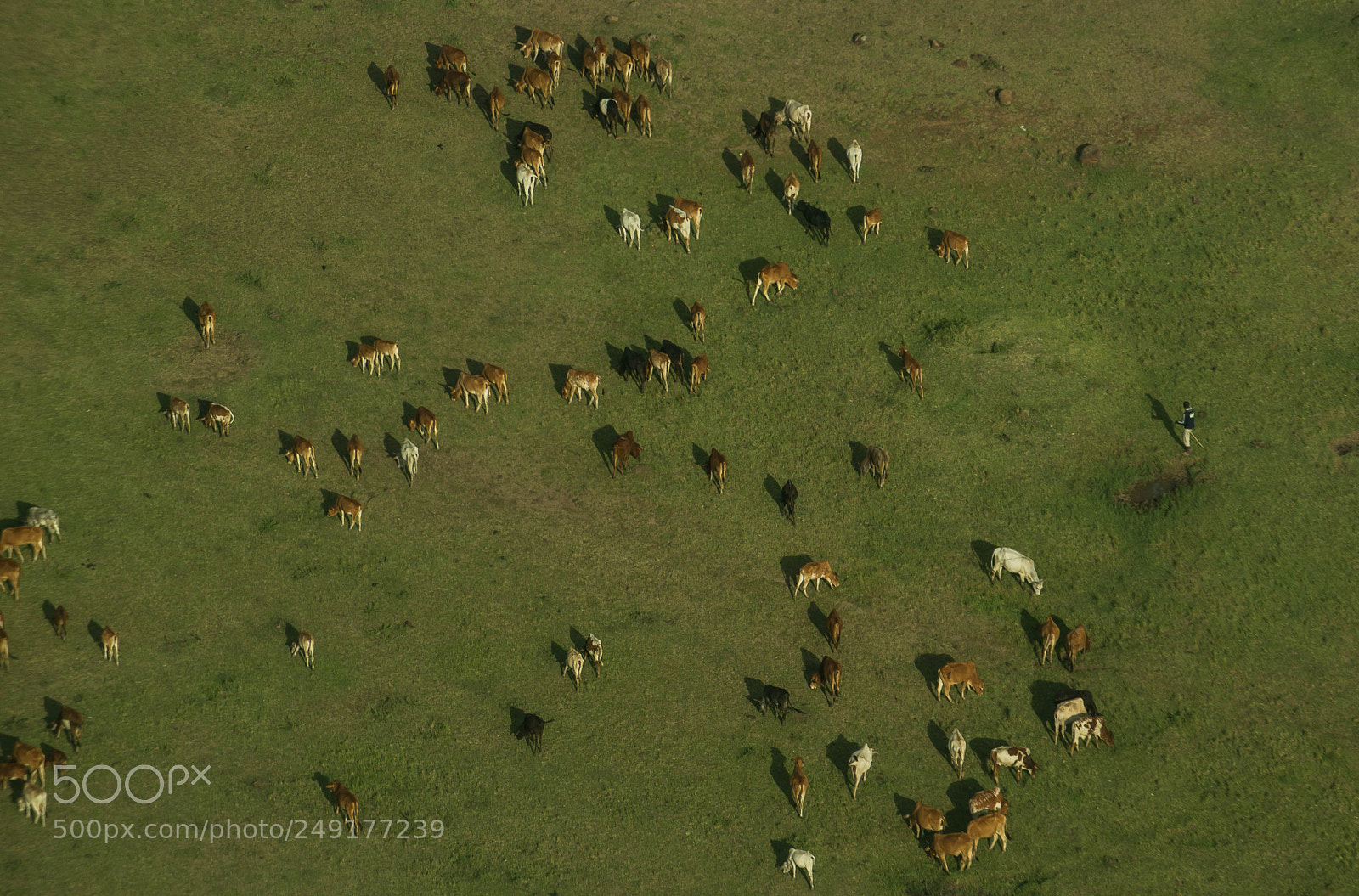 Nikon D800E sample photo. Masai cowherdsman photography