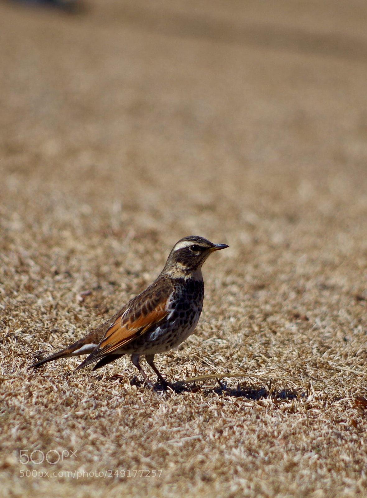 Pentax K-30 sample photo. Dusky thrush photography
