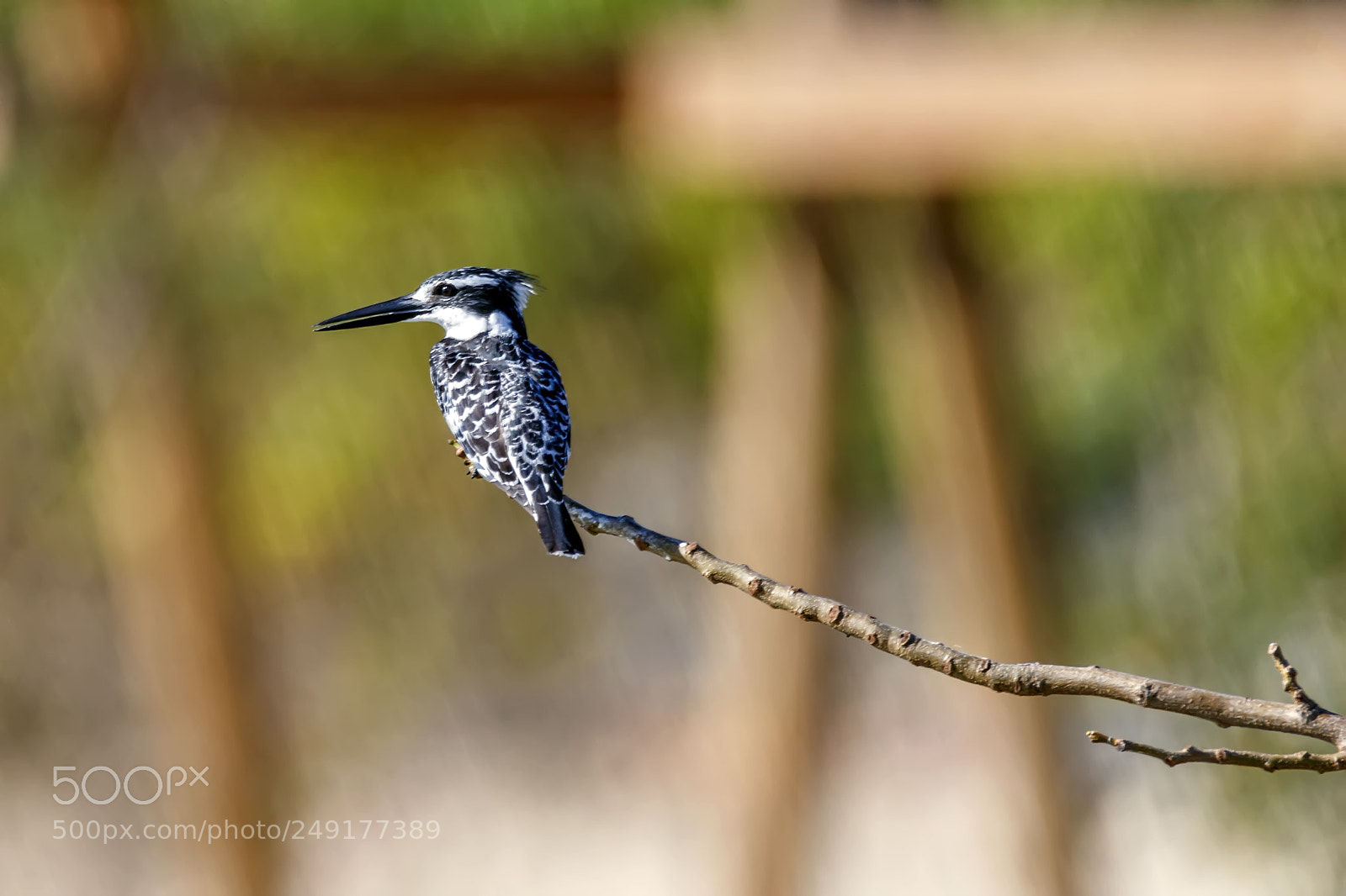 Canon EOS 80D sample photo. Pied kingfisher, ceryle rudis photography