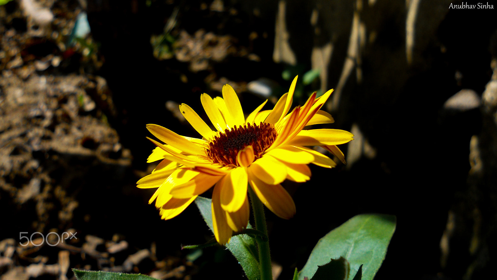 Nikon Coolpix S3000 sample photo. Sunflower photography