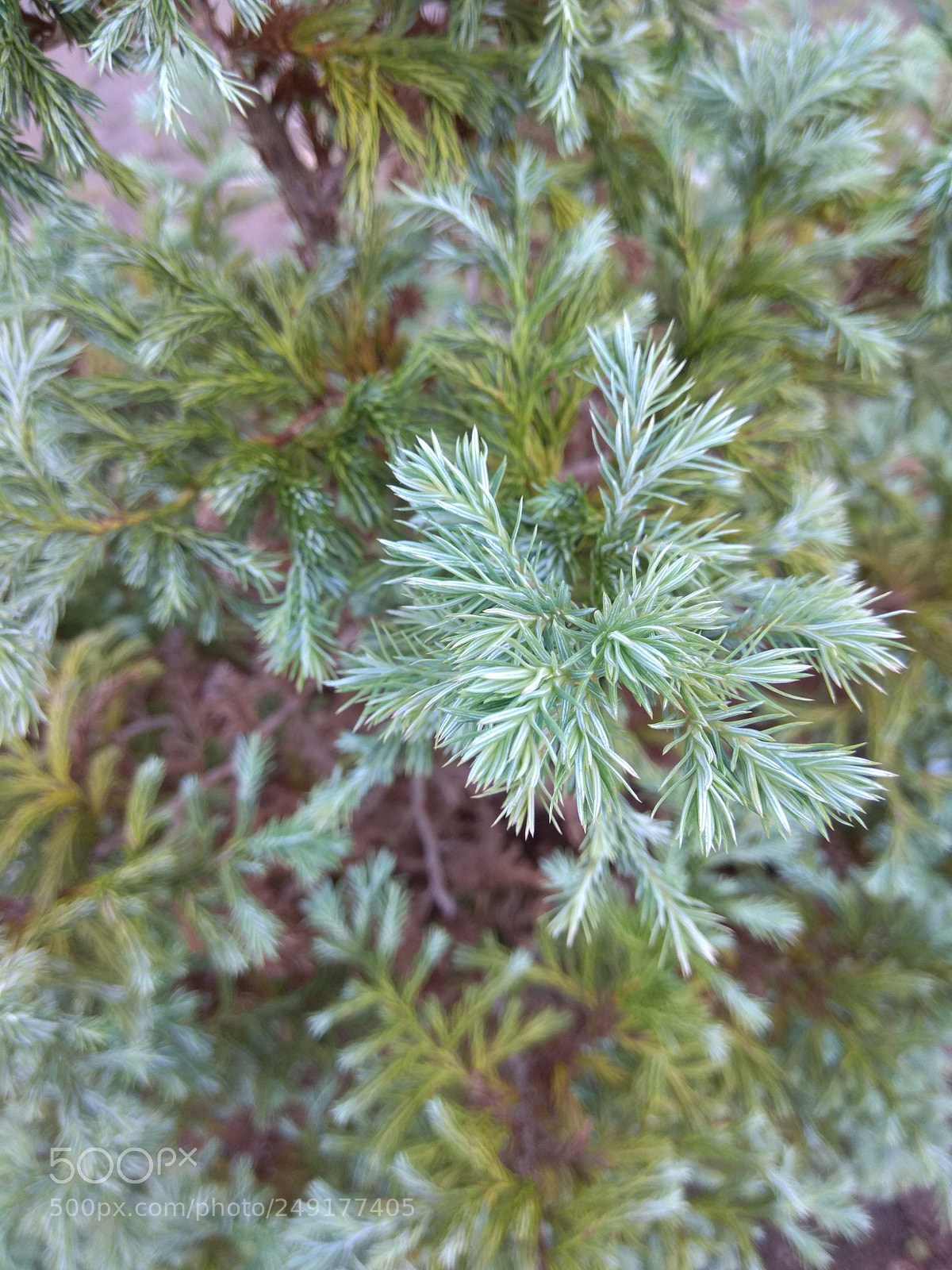 Xiaomi Redmi Note 4 sample photo. Untitled photography