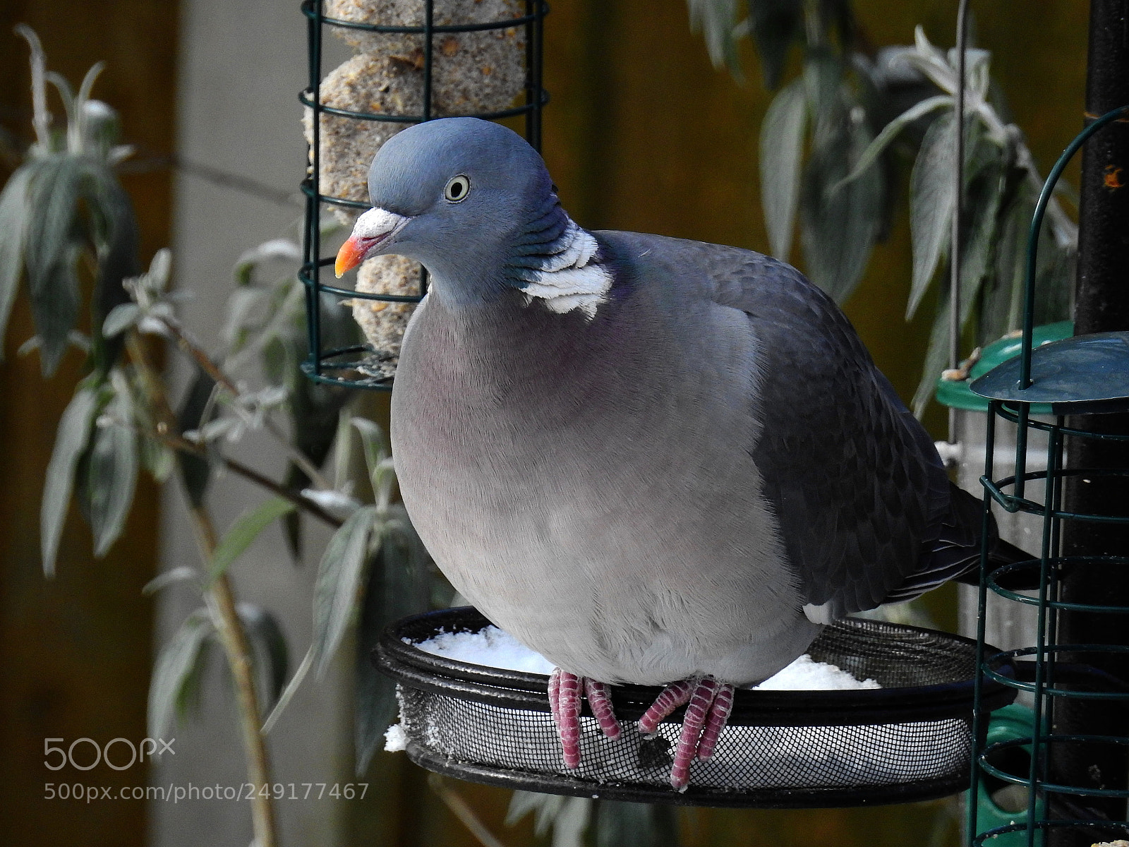 Nikon Coolpix P900 sample photo. Wood pigeon photography