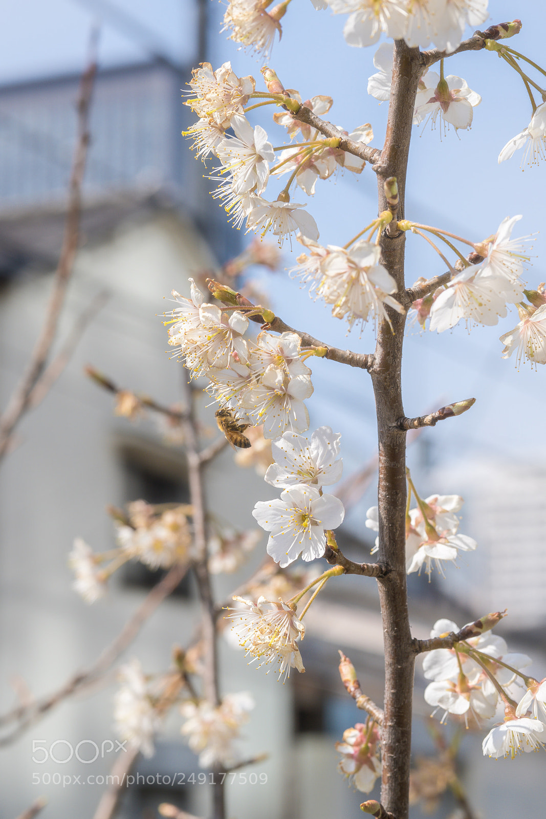 Sony a6500 sample photo. Spring photography