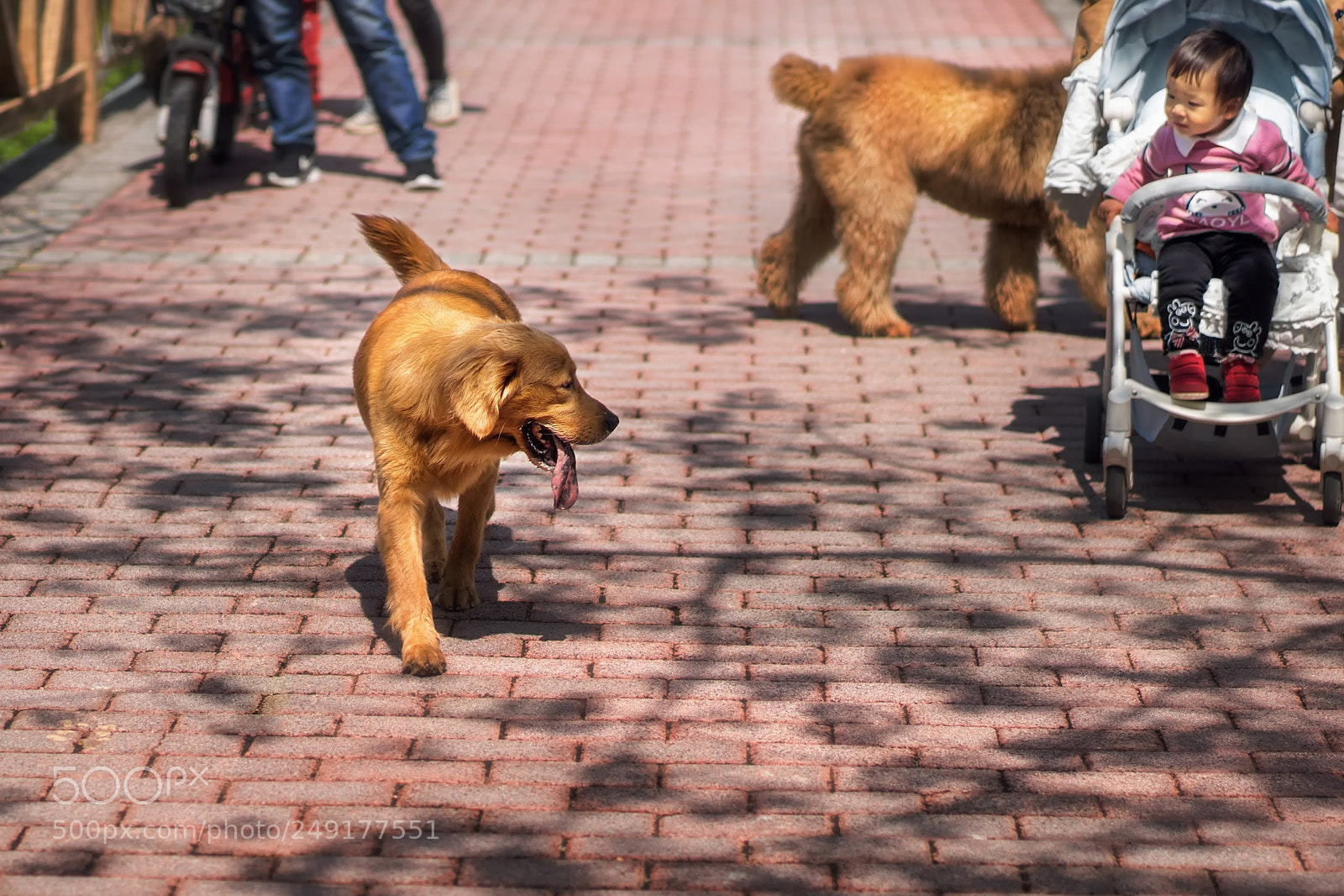 Sony a7 sample photo. 汪星人 photography