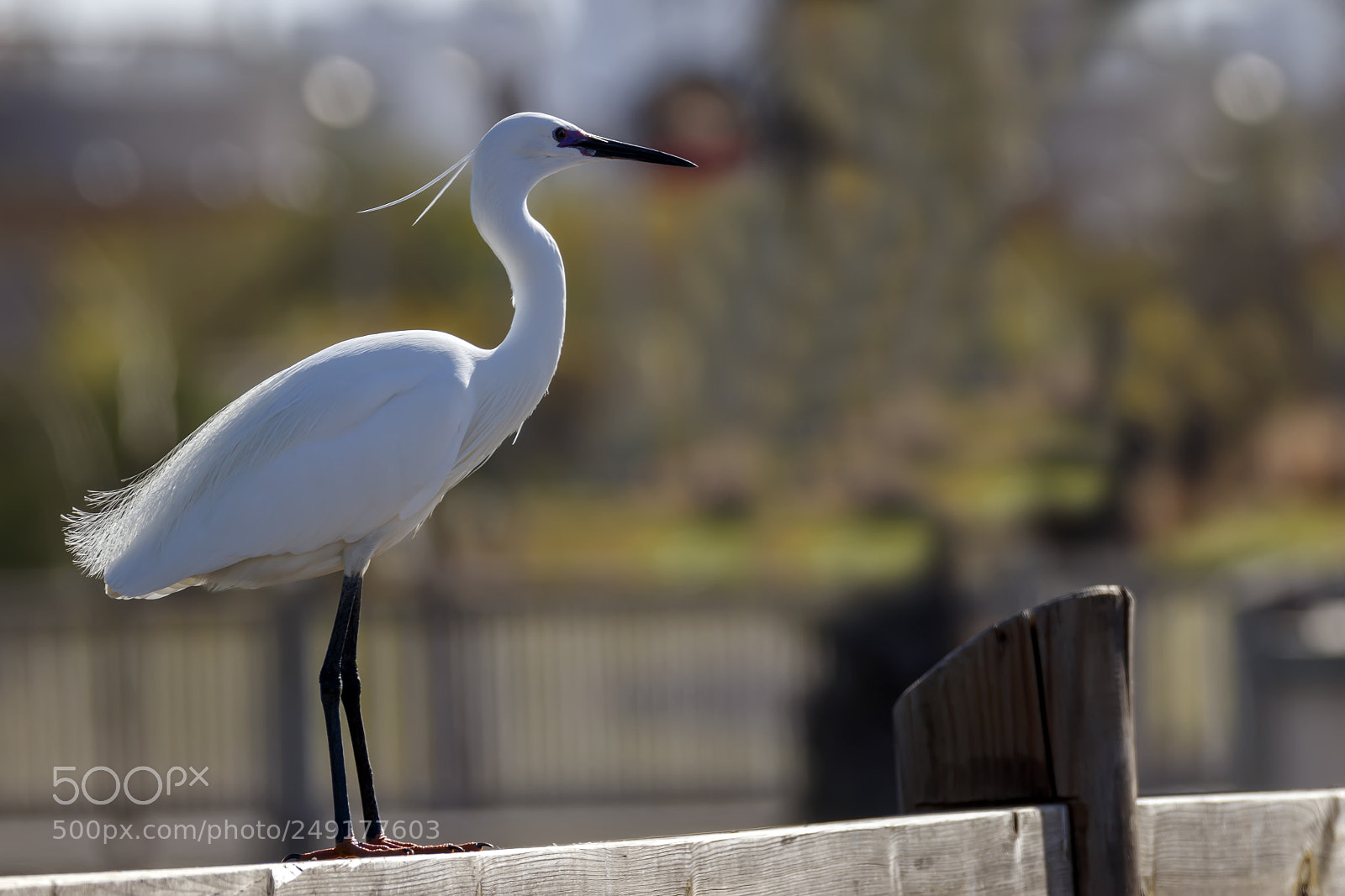 Canon EOS 80D sample photo. The little egret white photography