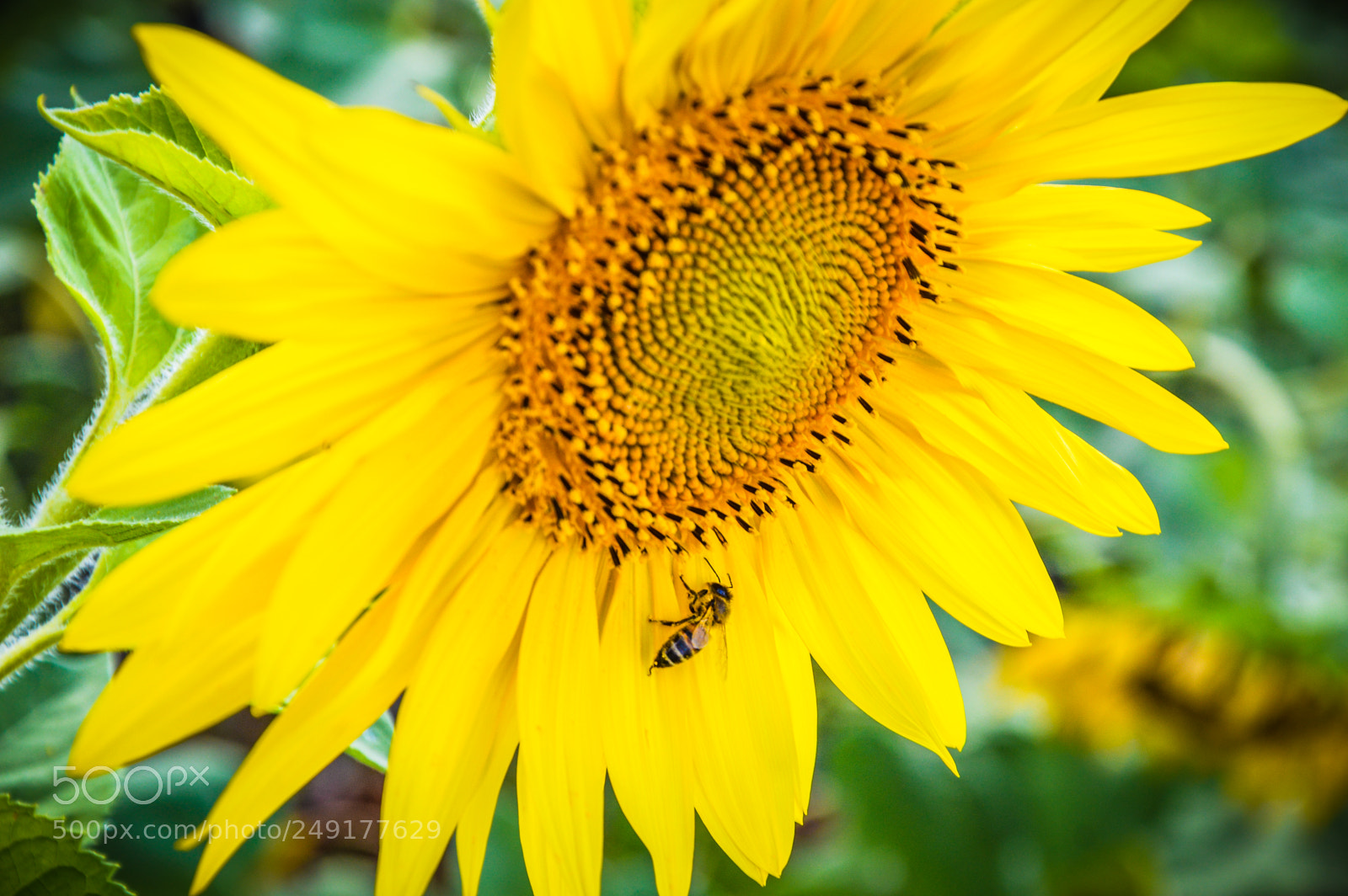 Nikon D3200 sample photo. Sunflower with bee photography