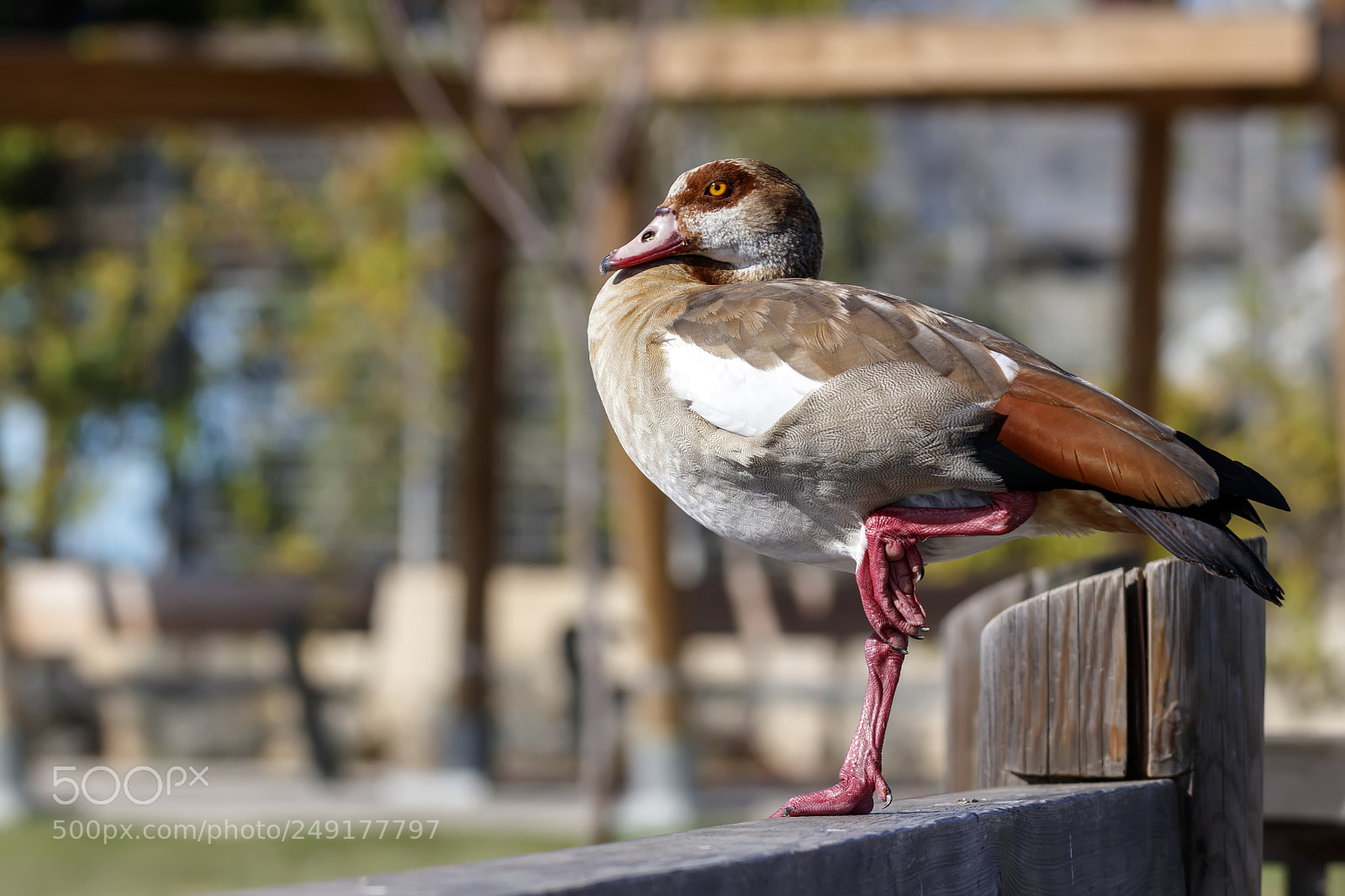 Canon EOS 80D sample photo. Egyptian goose duck standing photography