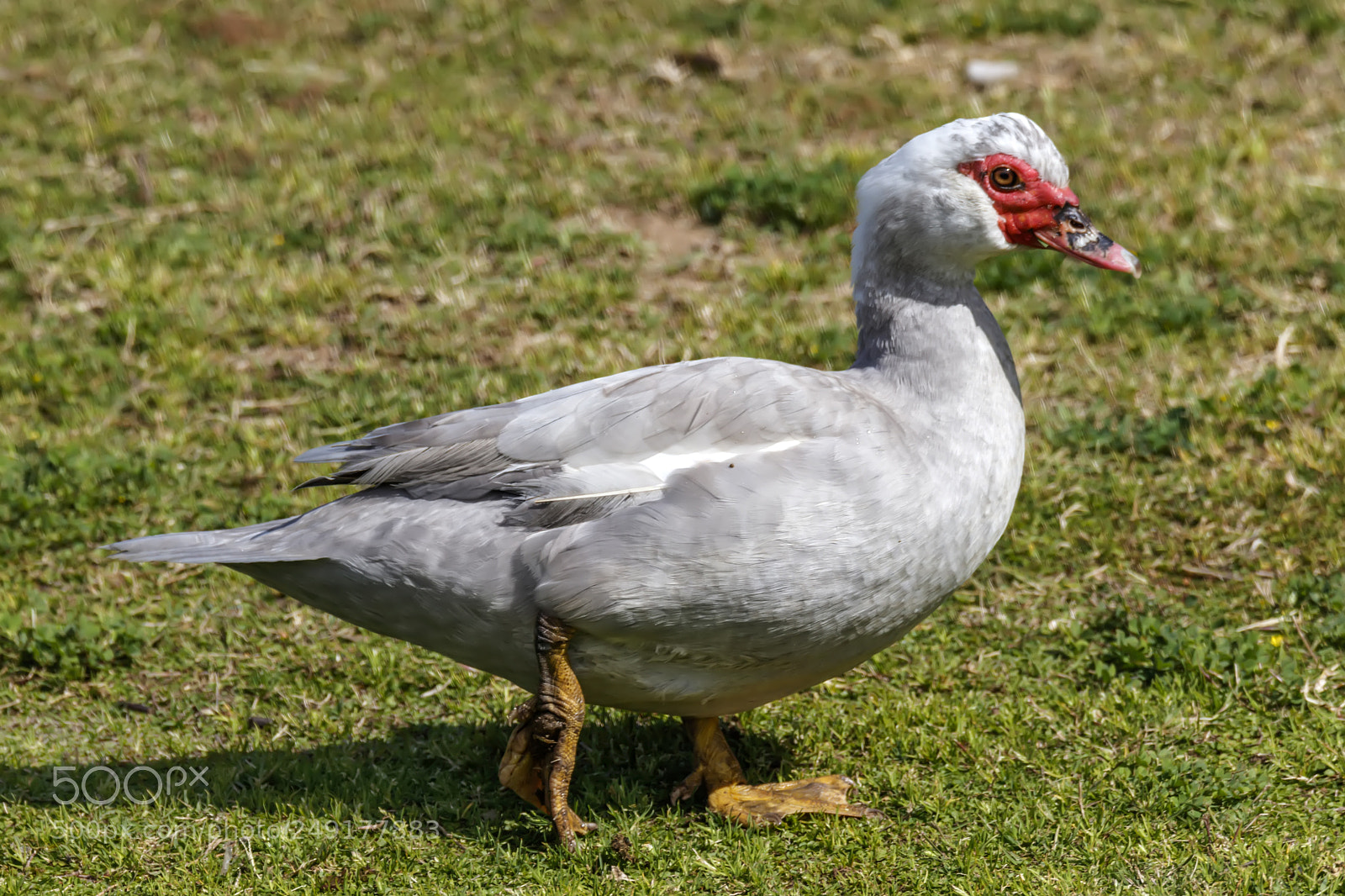 Canon EOS 80D sample photo. Grey muscovy duck going photography