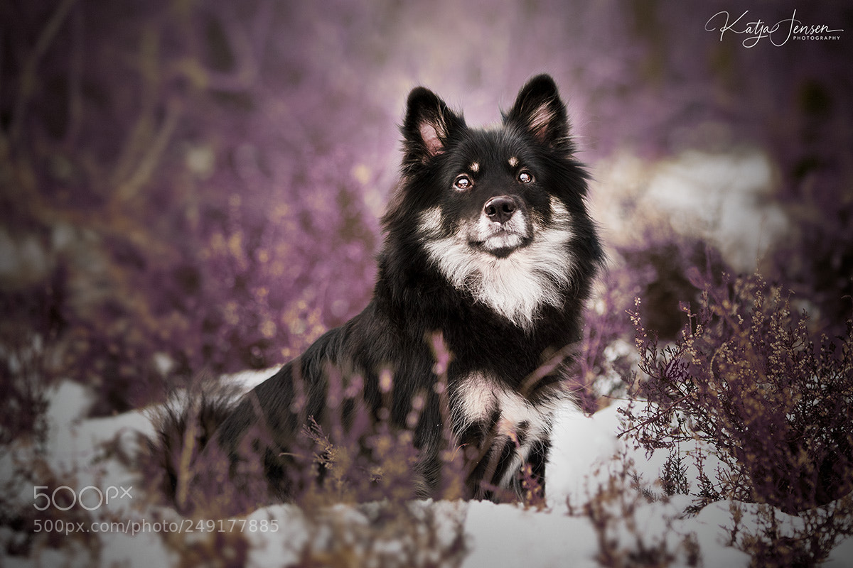 Canon EOS 7D Mark II sample photo. Amongst the flowers photography