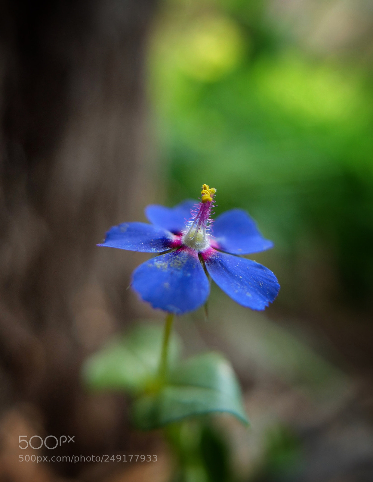 Fujifilm X20 sample photo. Spring photography